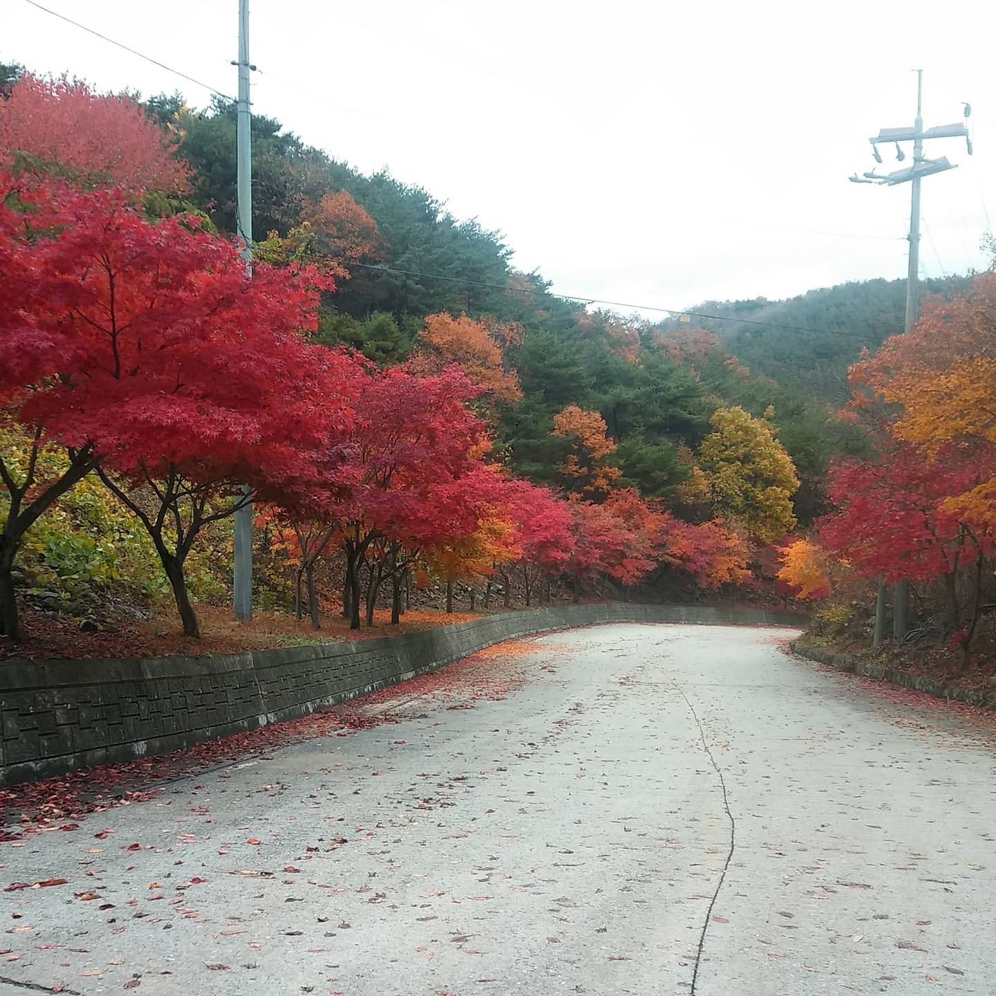 카페다솔