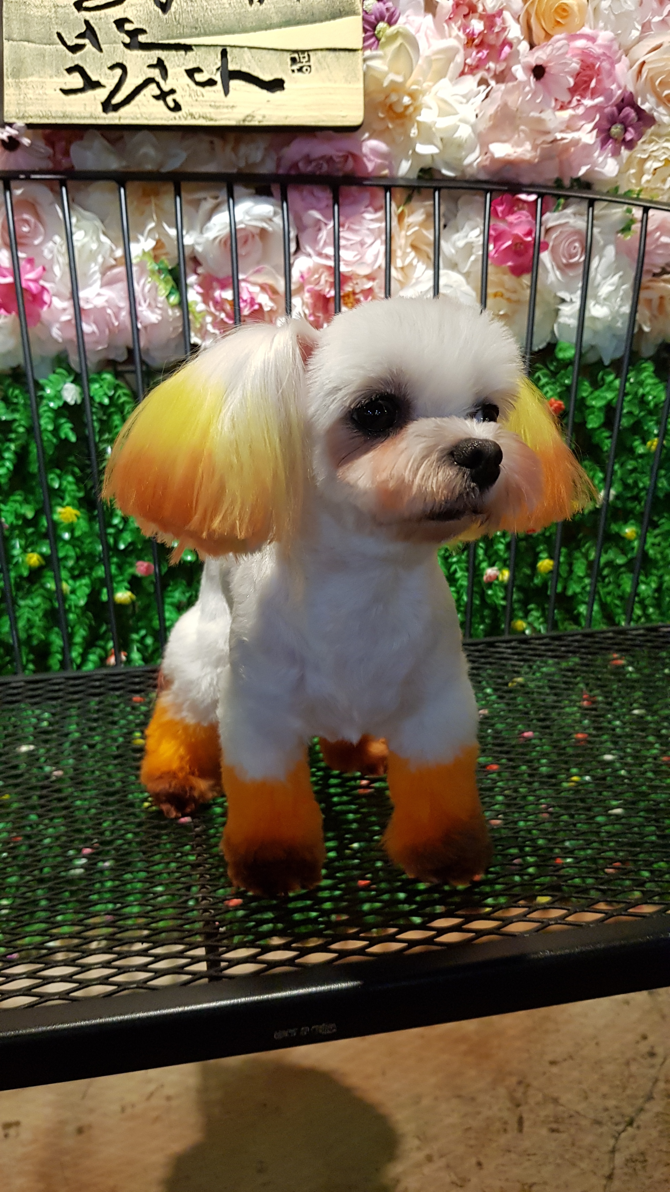 Hey Dog Daejeon Branch