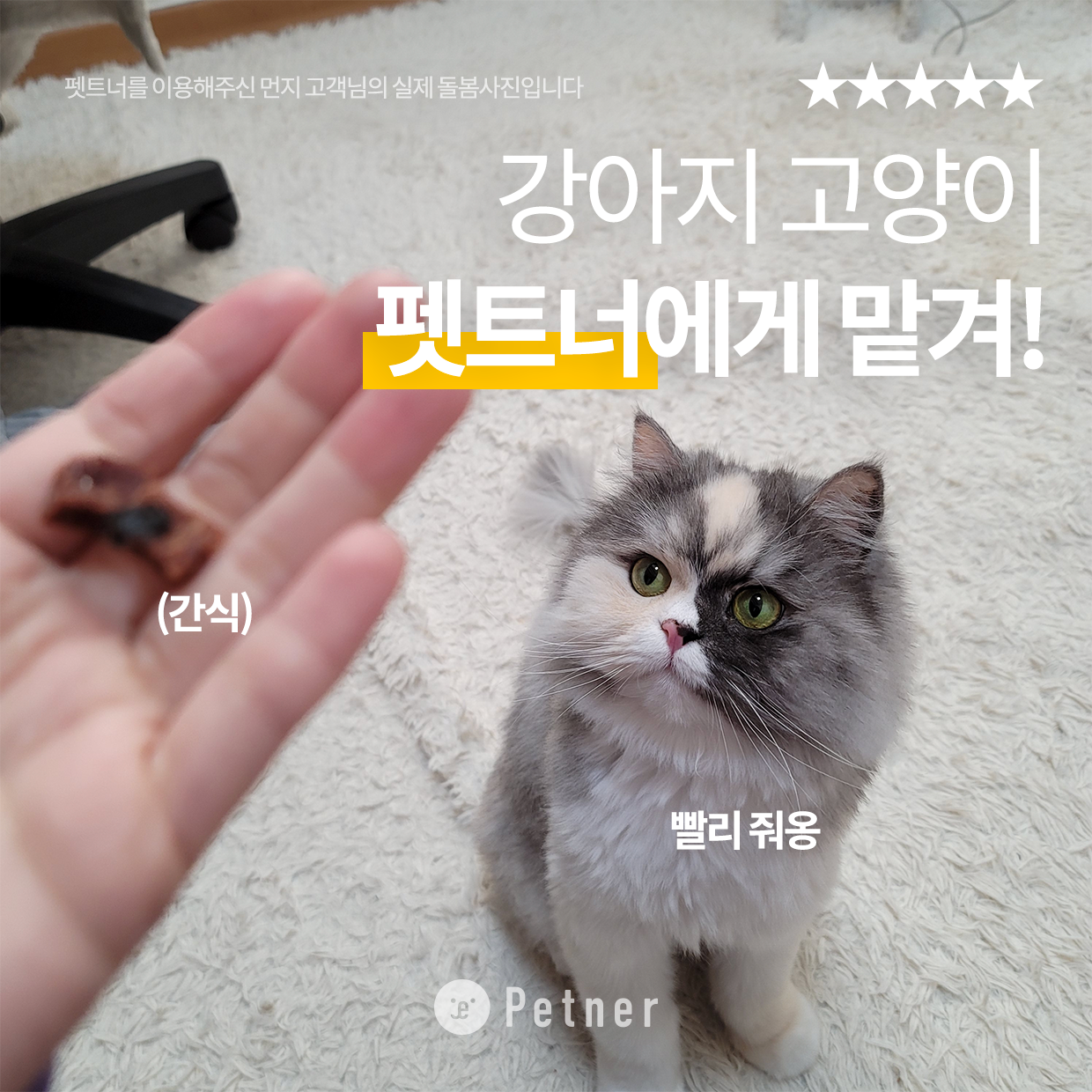 펫트너 대표 이미지