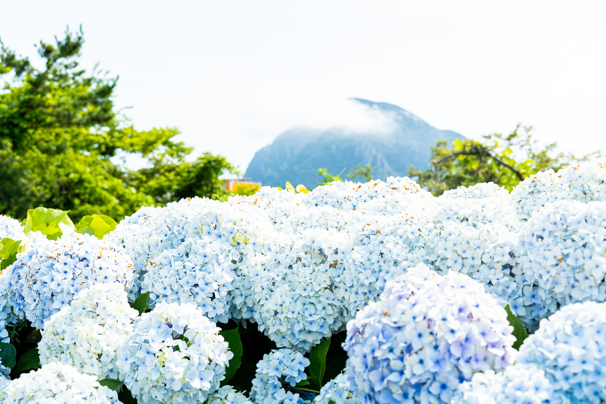 블랙피그 산방산점