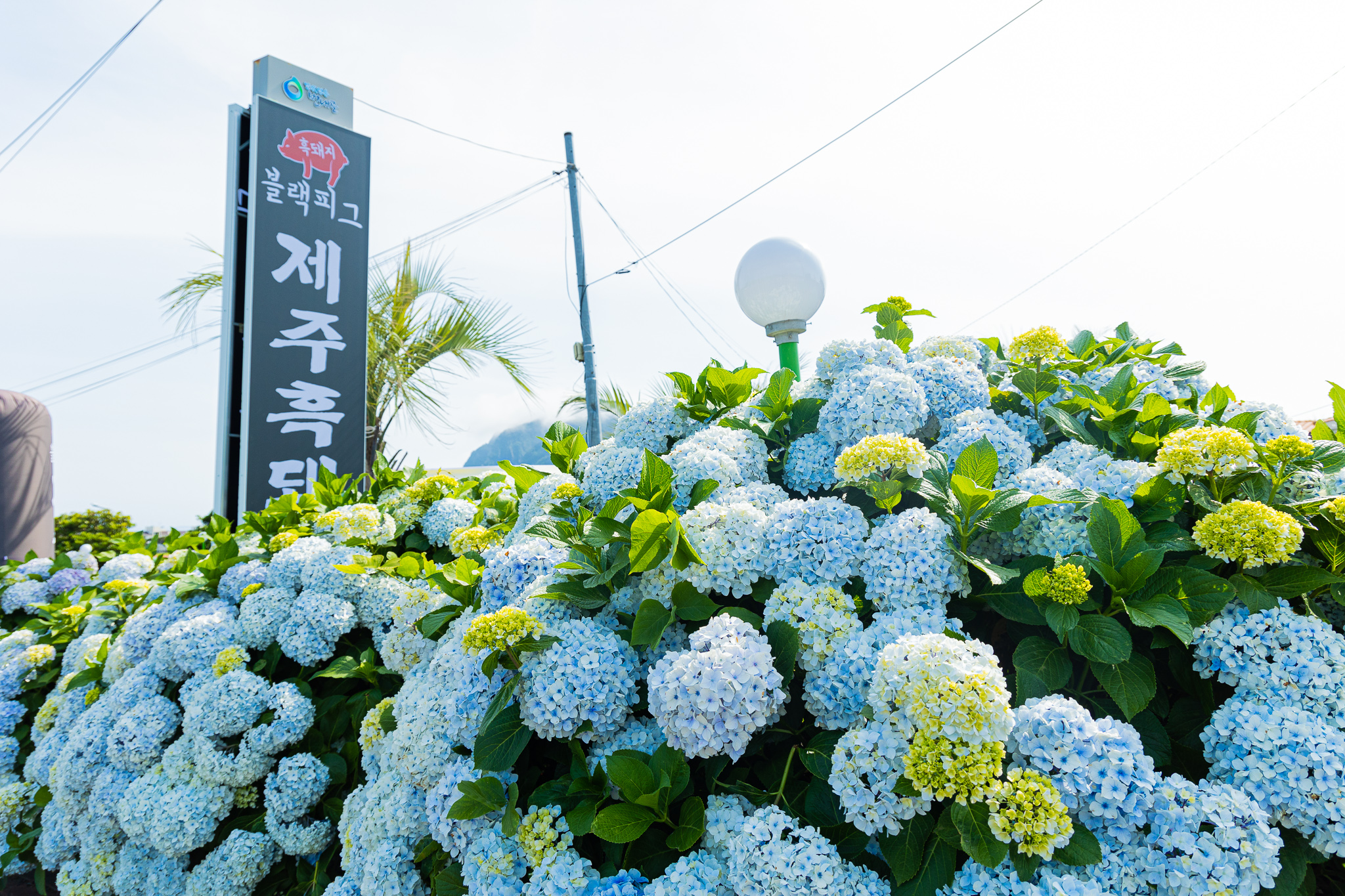 블랙피그 산방산점
