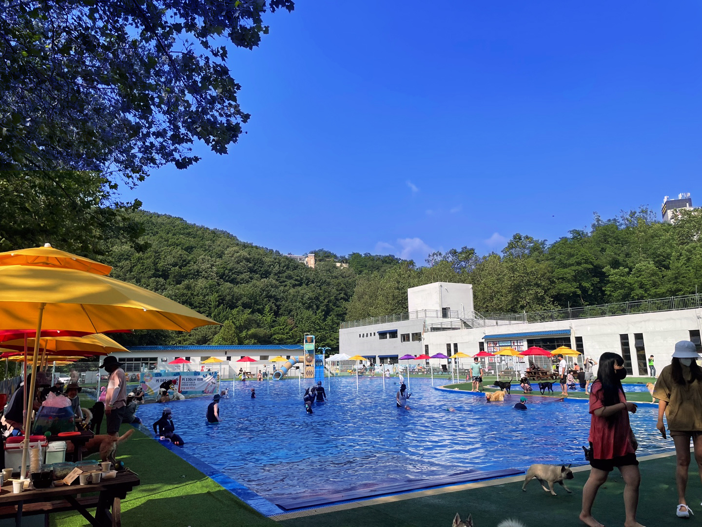 여기다댕댕이 골드펫&도그베이