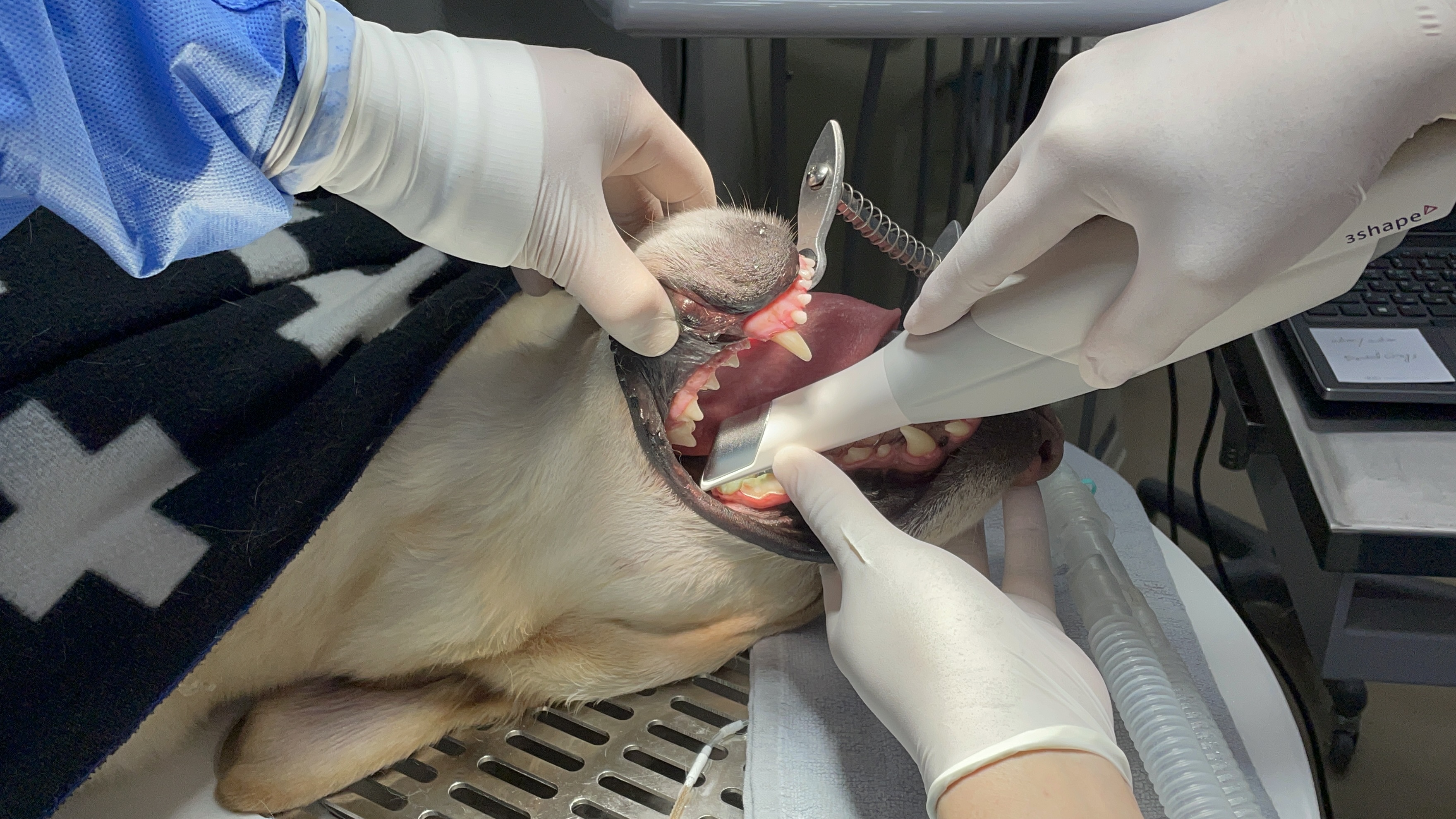 베를린동물치과센터 대표 이미지