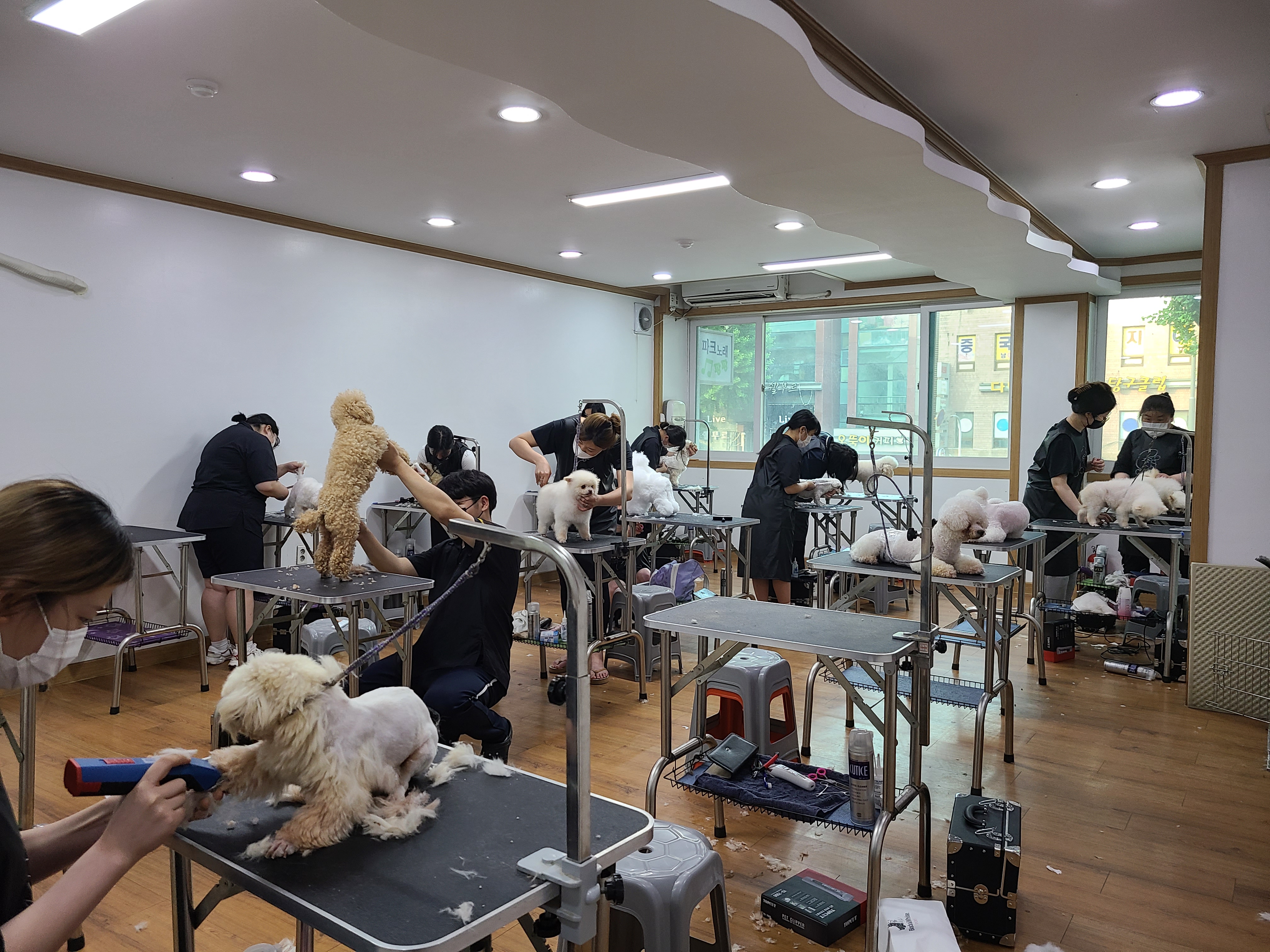 쿨펫애견미용학원 수원점