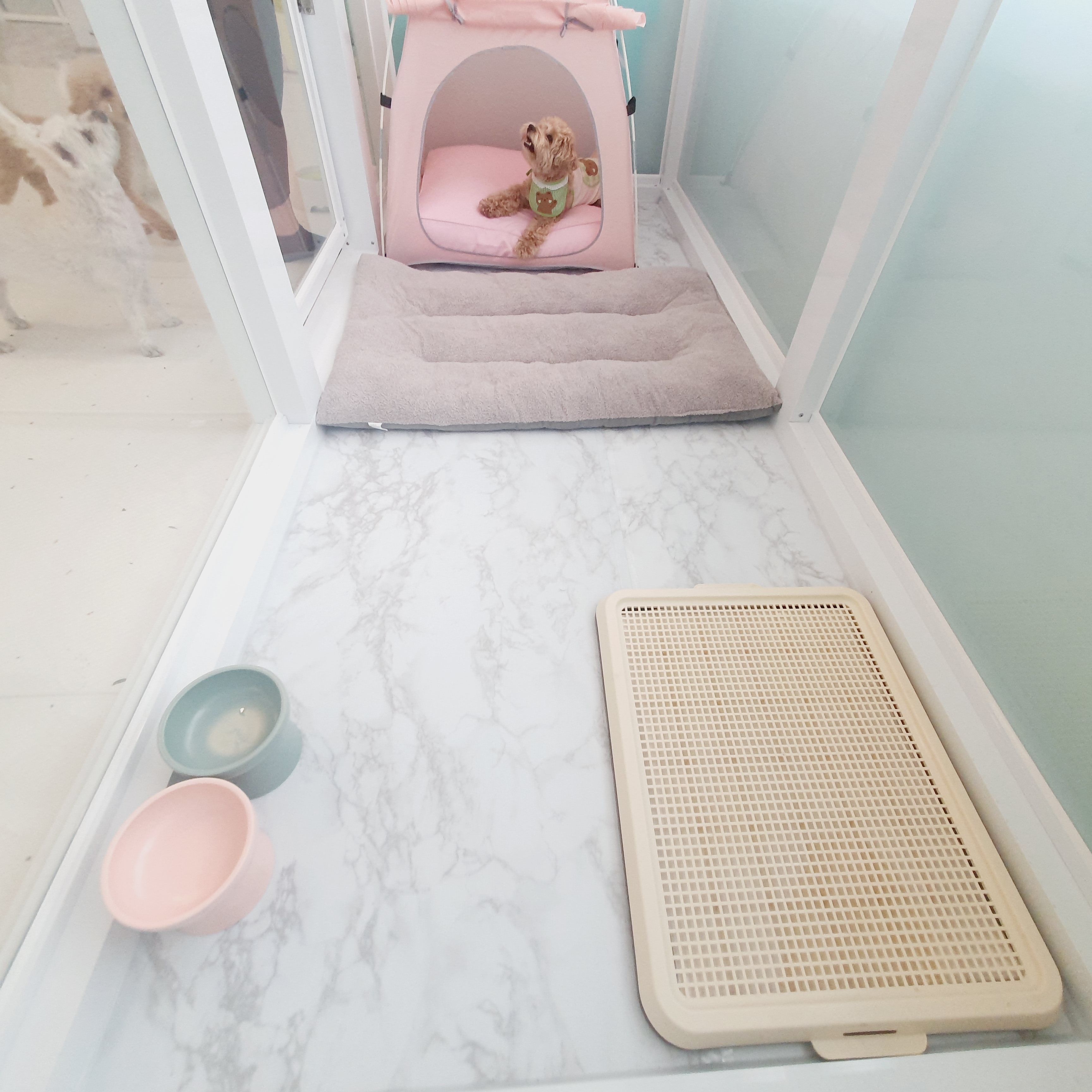 멍투게더 강아지유치원호텔 강남본점 대표 이미지