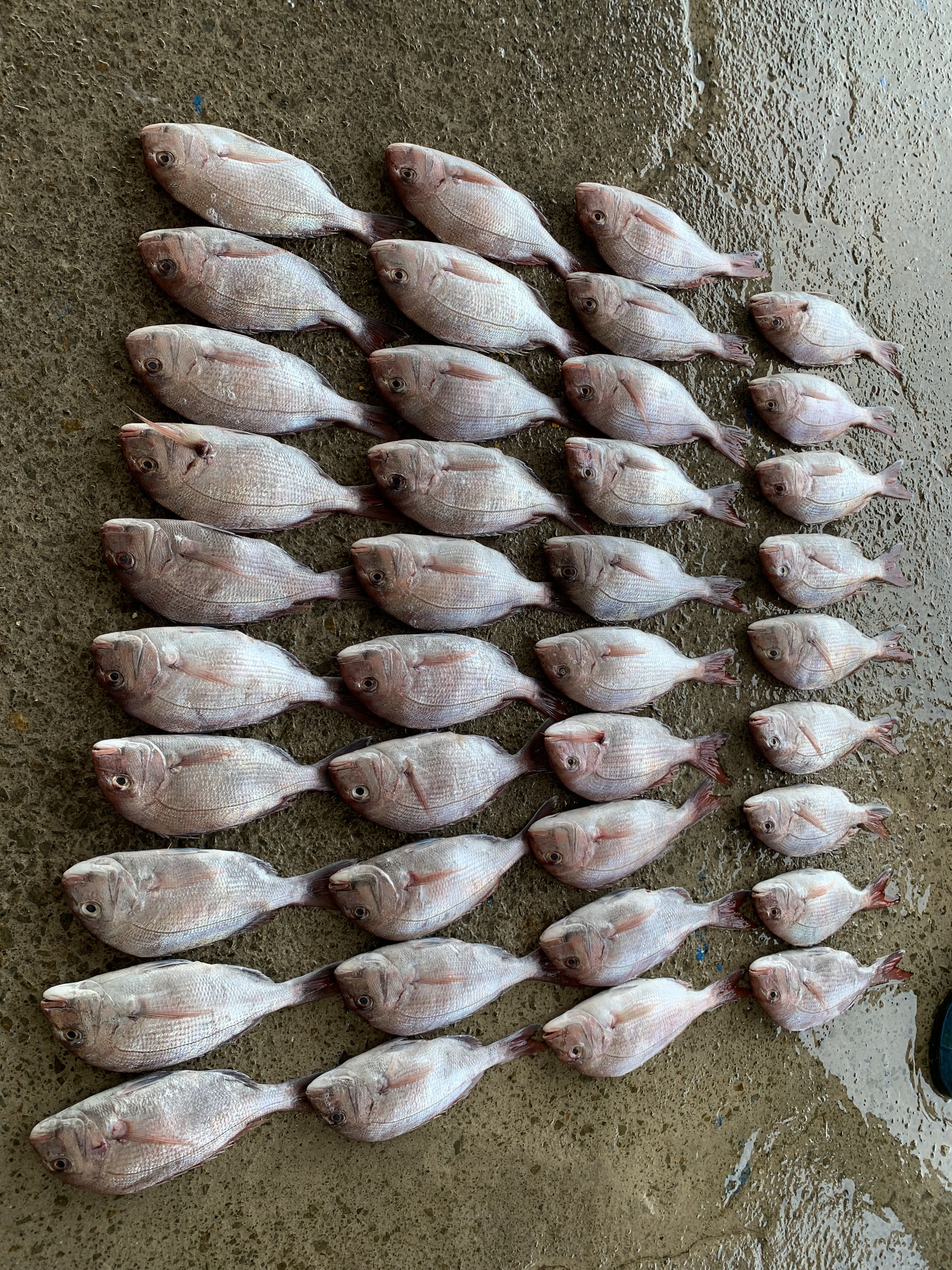 해인수산