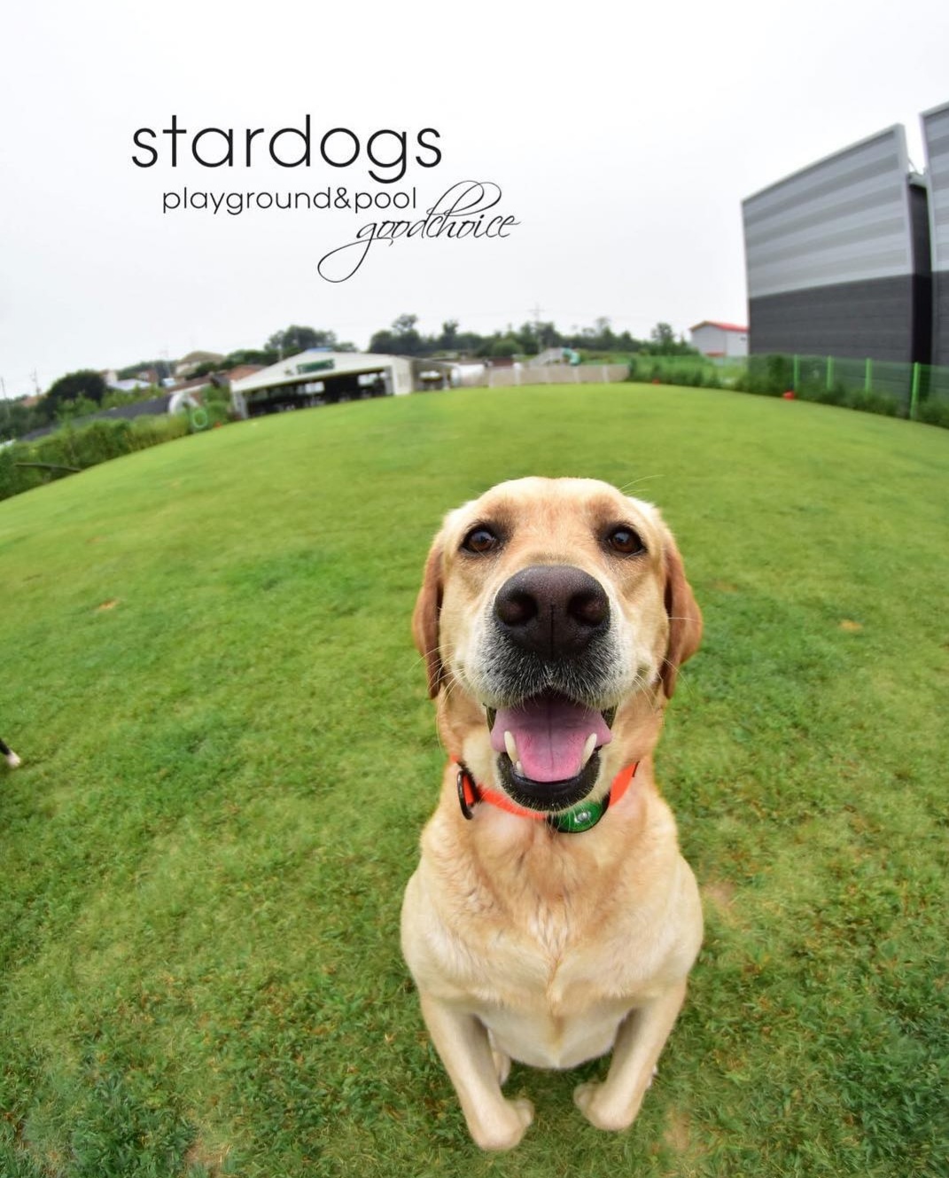 스타독스 대표 이미지