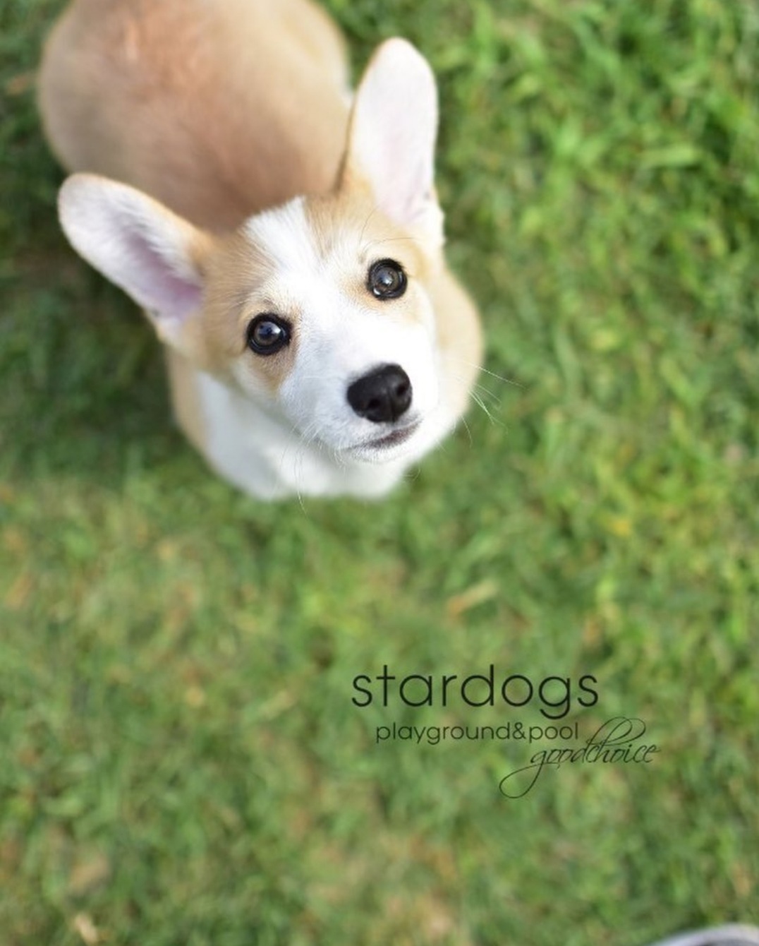 스타독스 대표 이미지