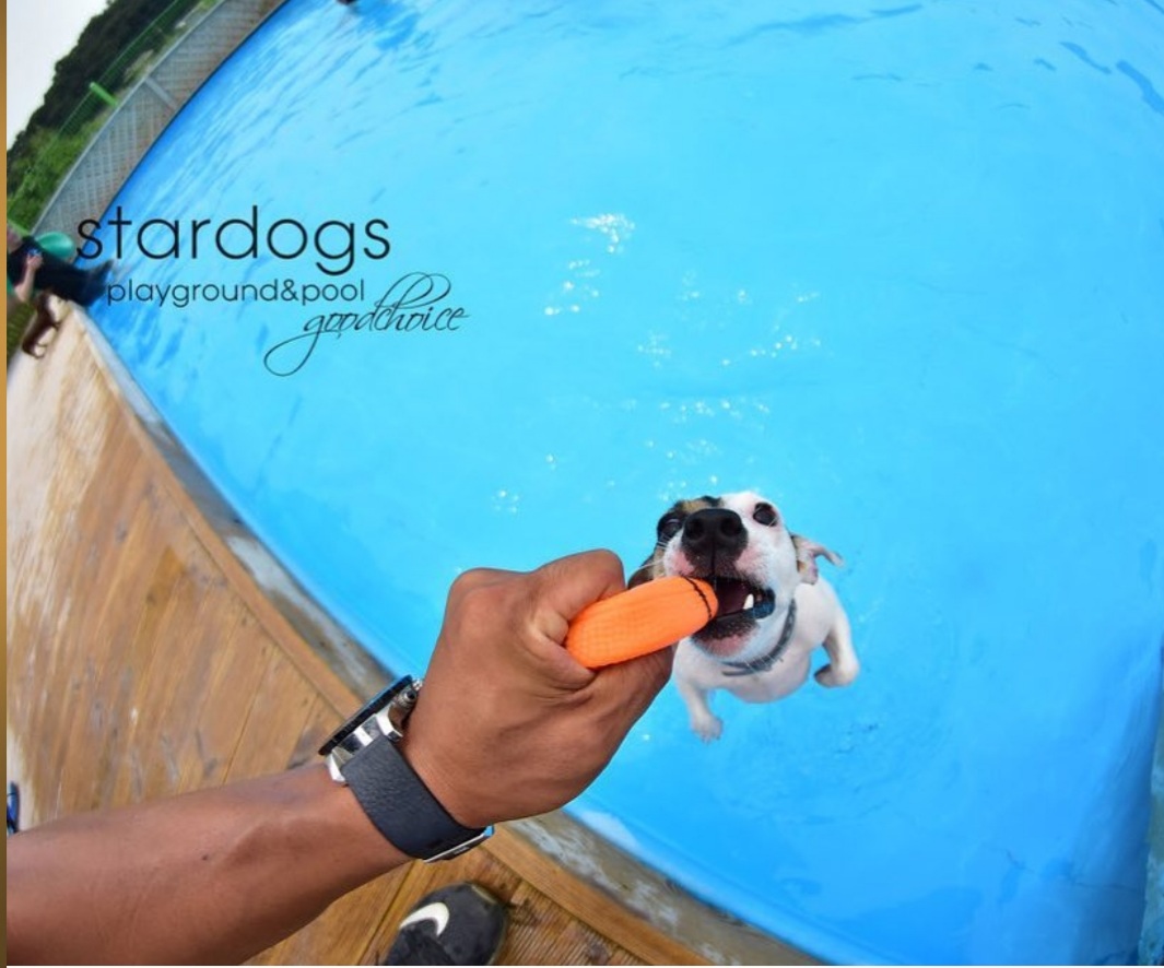 스타독스 대표 이미지