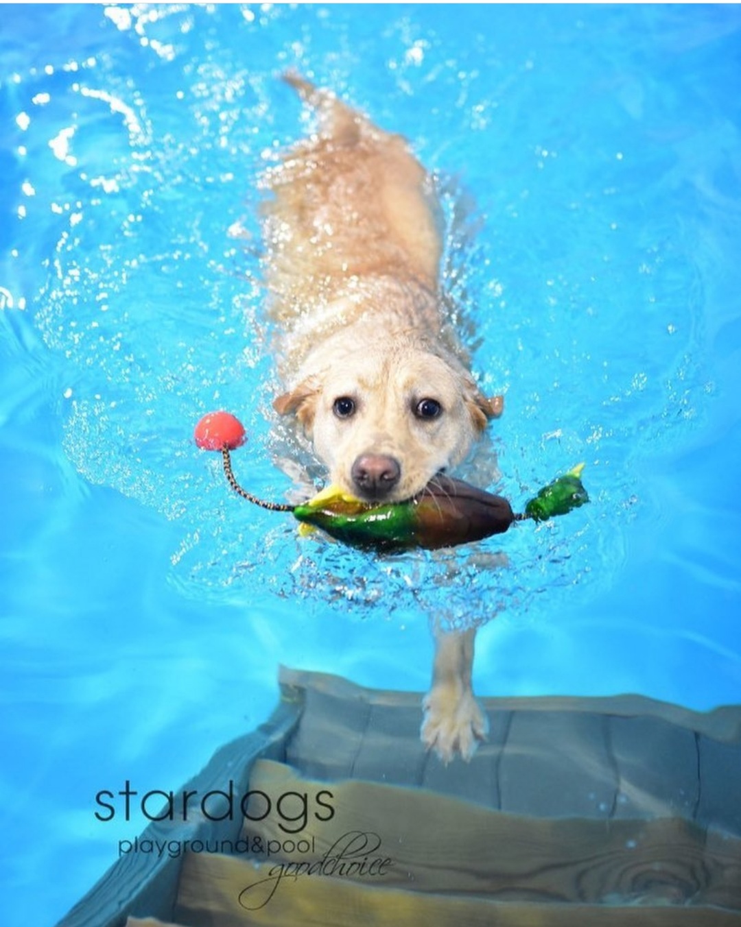 스타독스 대표 이미지