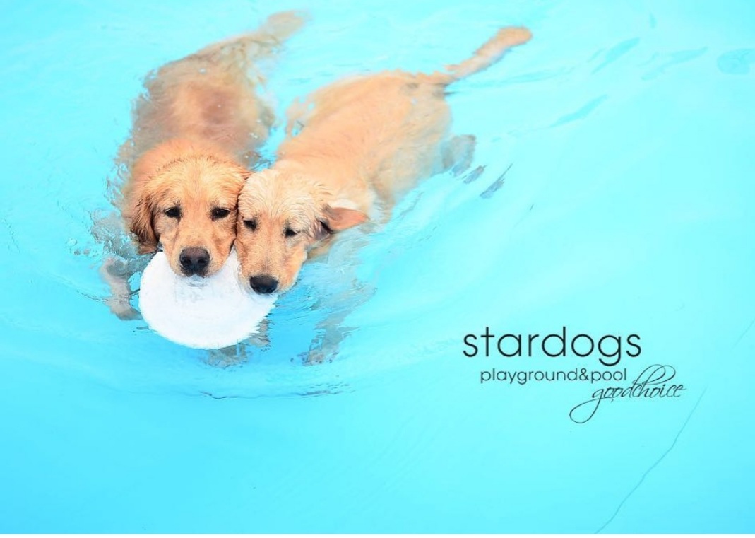 스타독스 대표 이미지