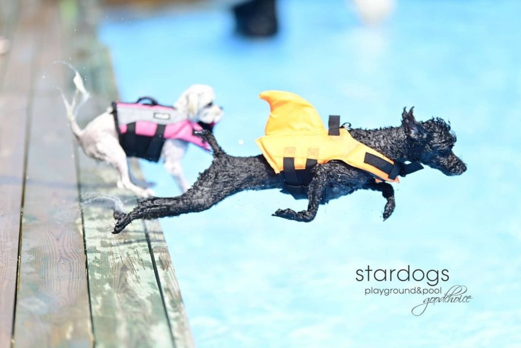 스타독스 대표 이미지