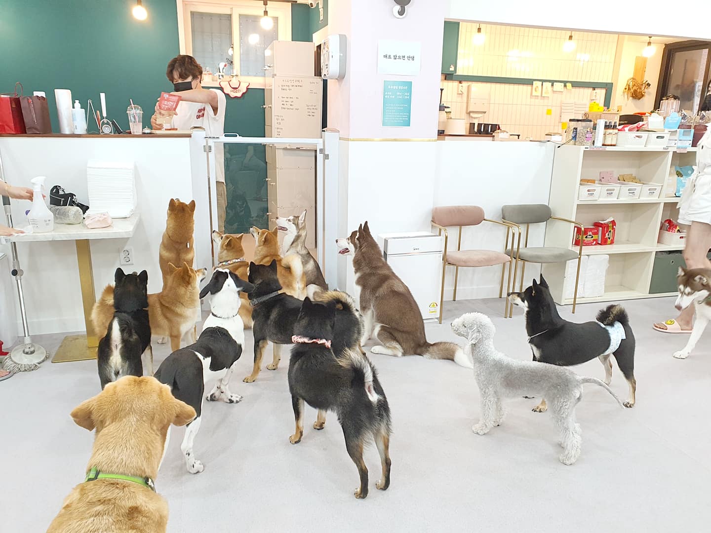 두류댕댕 경상 애견맛집
