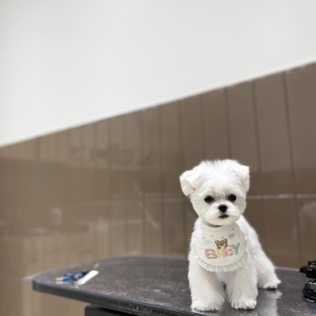 미미펫그루밍 대표 이미지