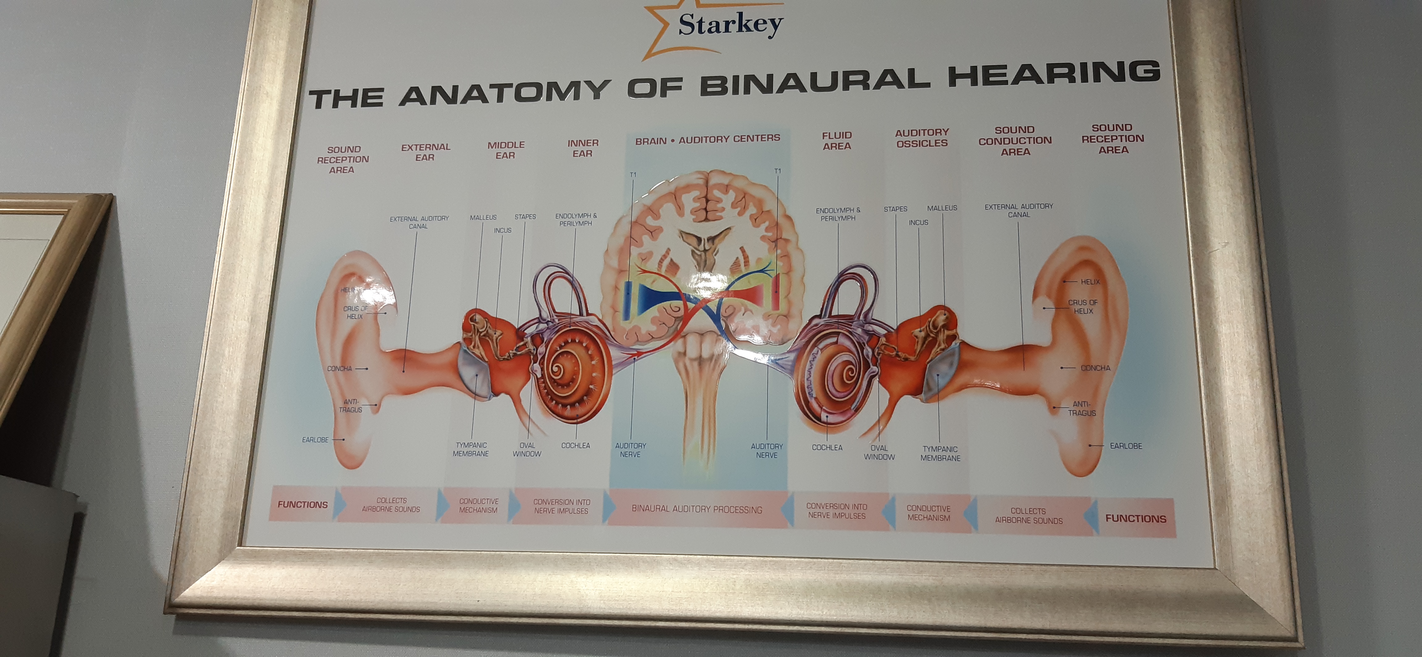 스타키보청기 청주체육관앞 센터 대표 이미지