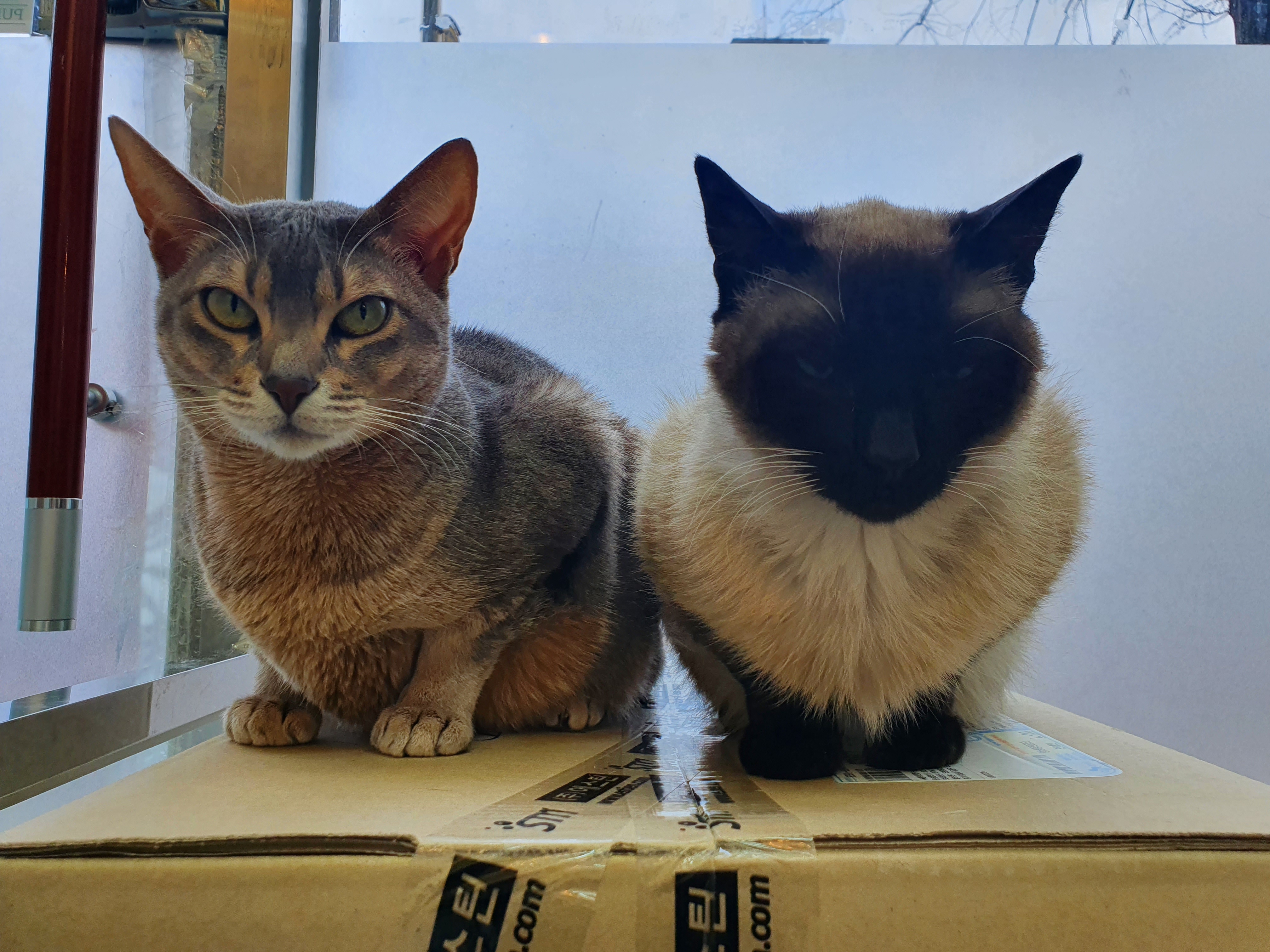 도촌동물병원 대표 이미지