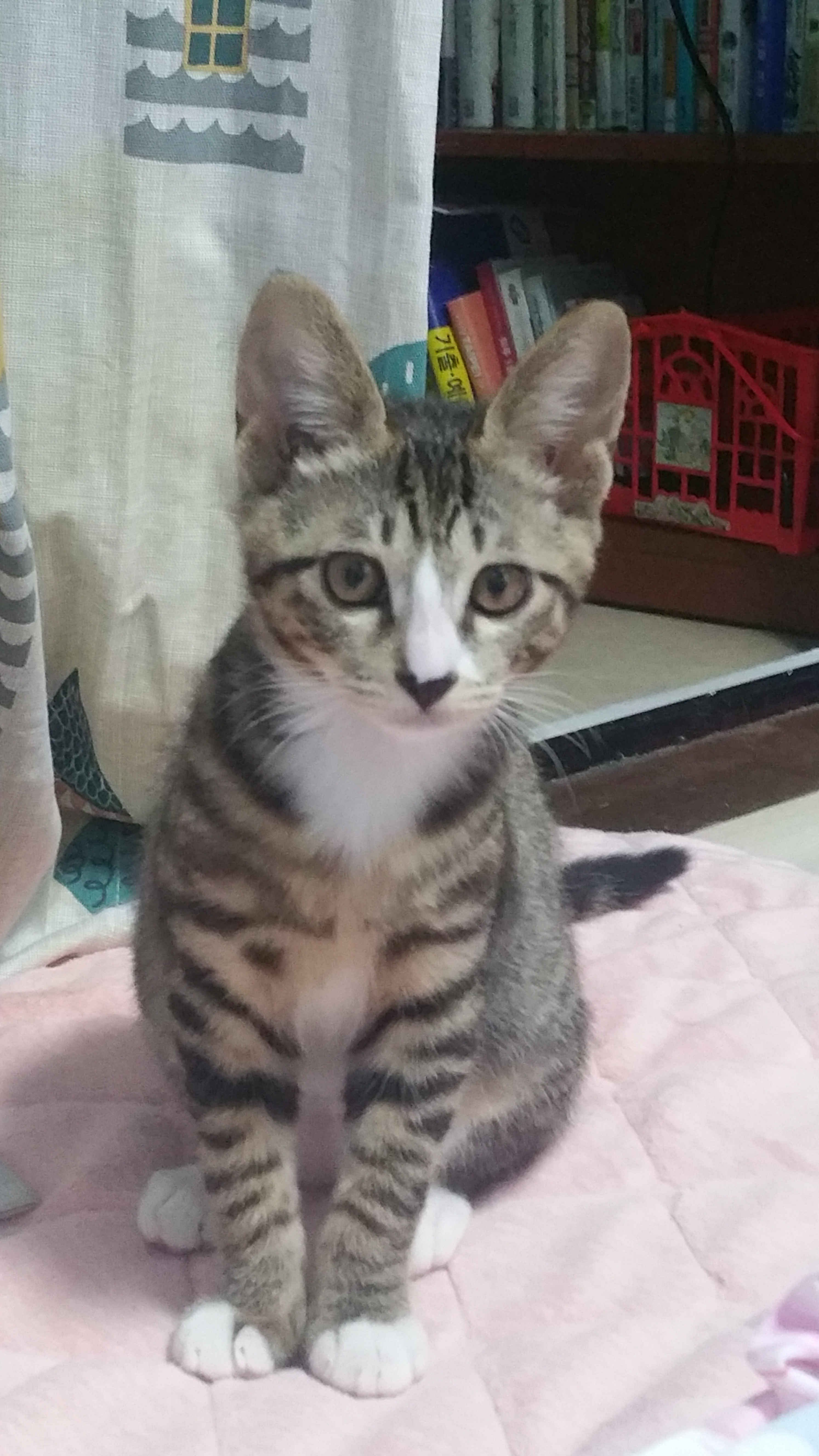 마이펫시터 대표 이미지