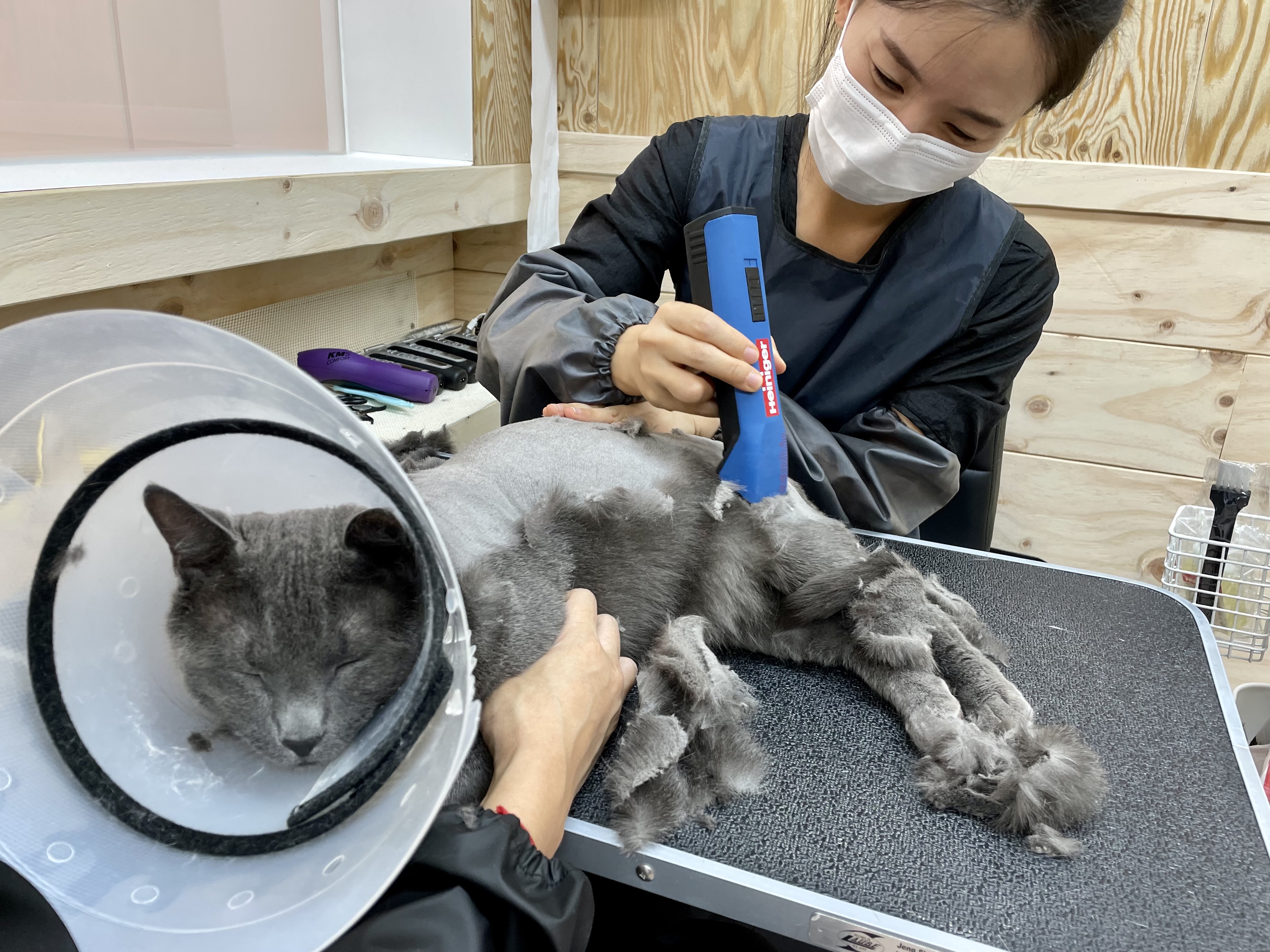 나비랑 고양이 미용 이미지
