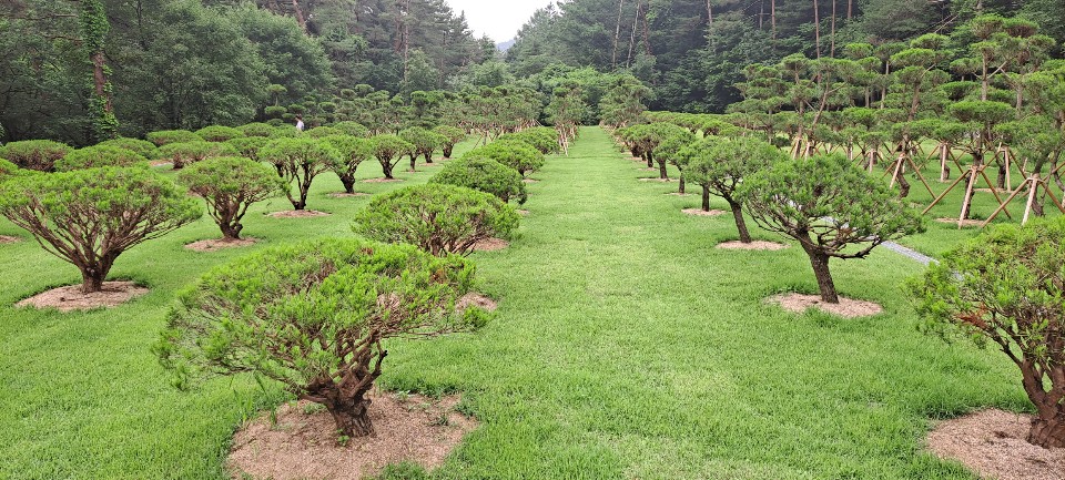 쌍용조경농원