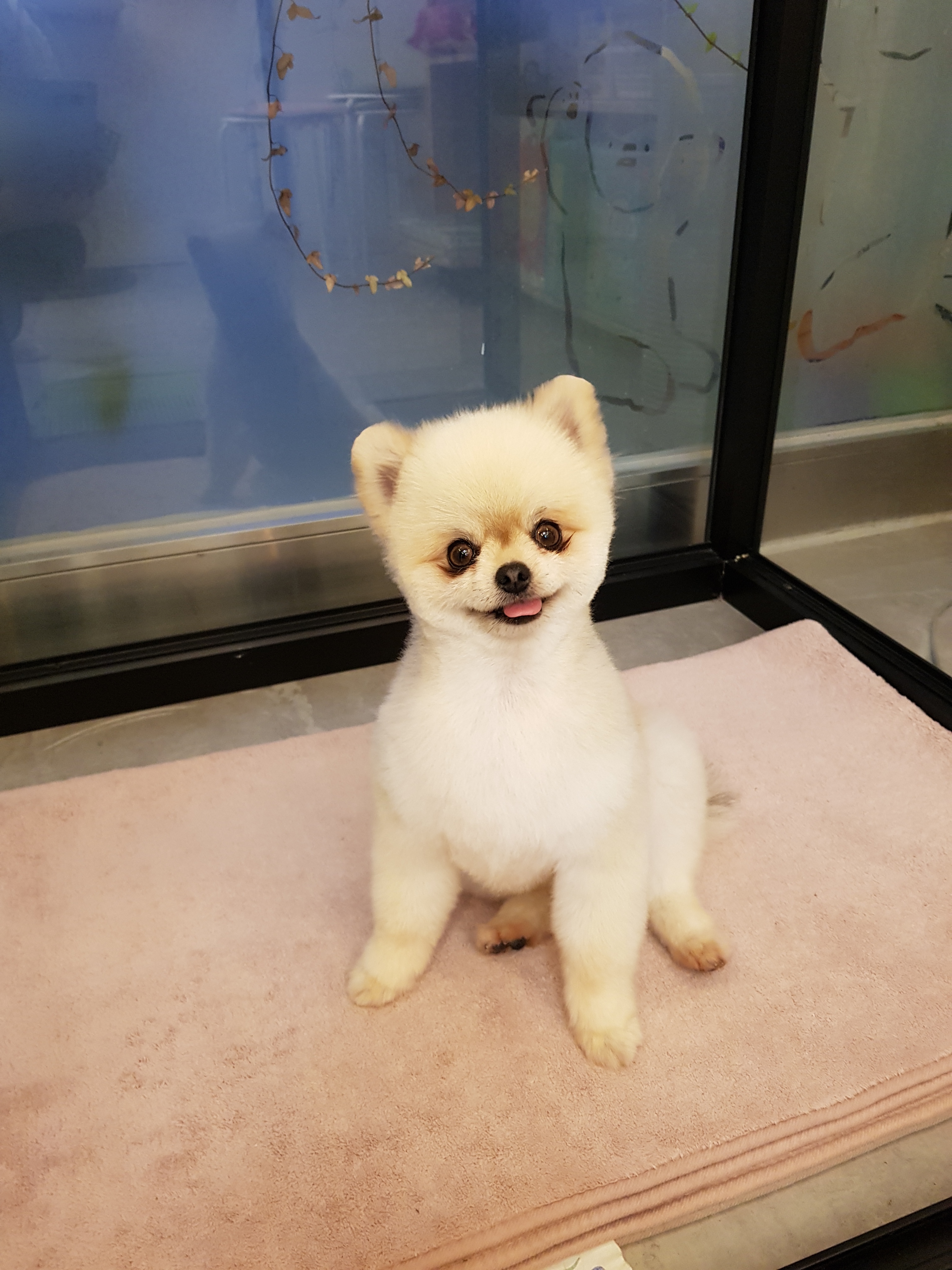 아껴줄개 반려동물 동반 애견카페