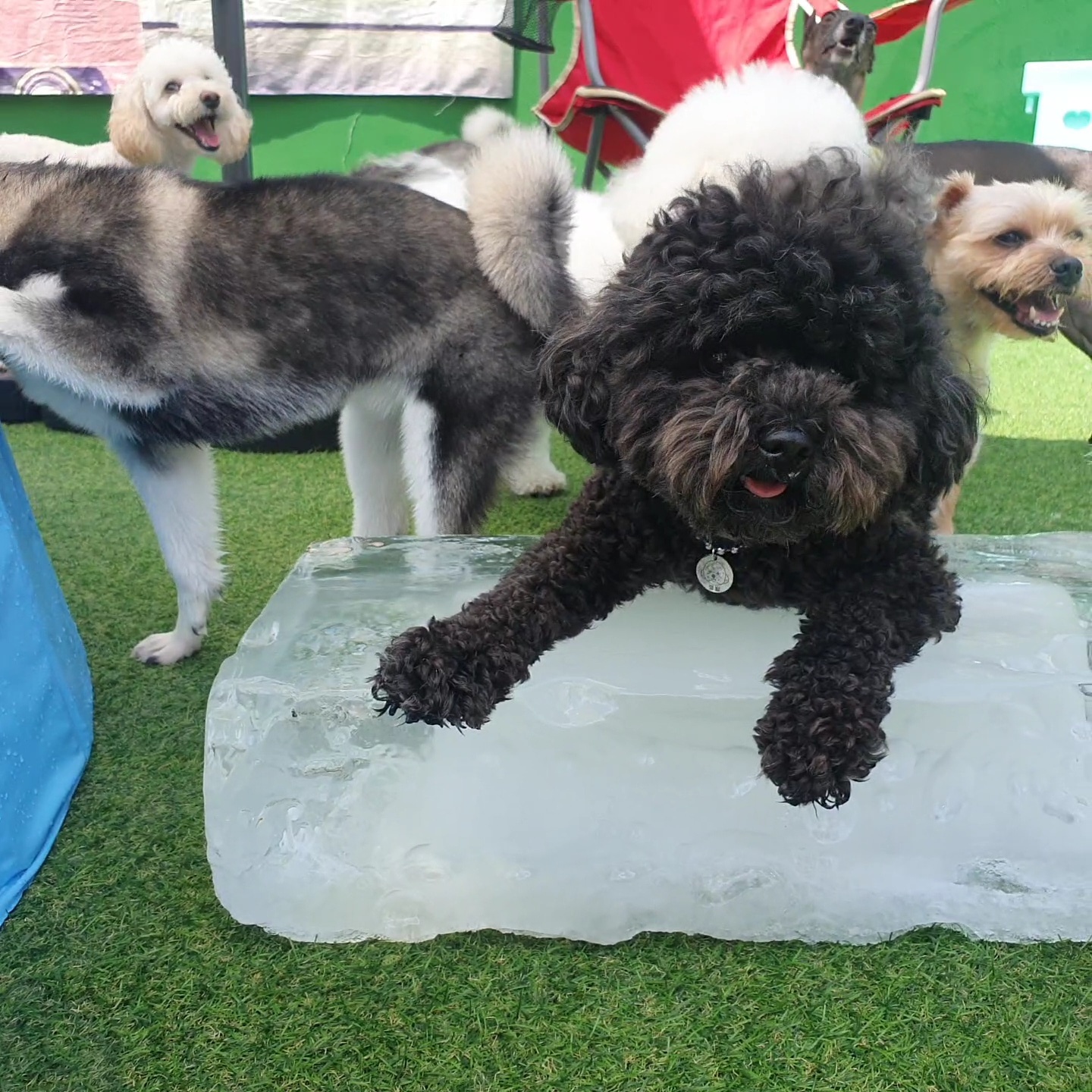 멍투게더 강아지유치원호텔 강남본점 대표 이미지