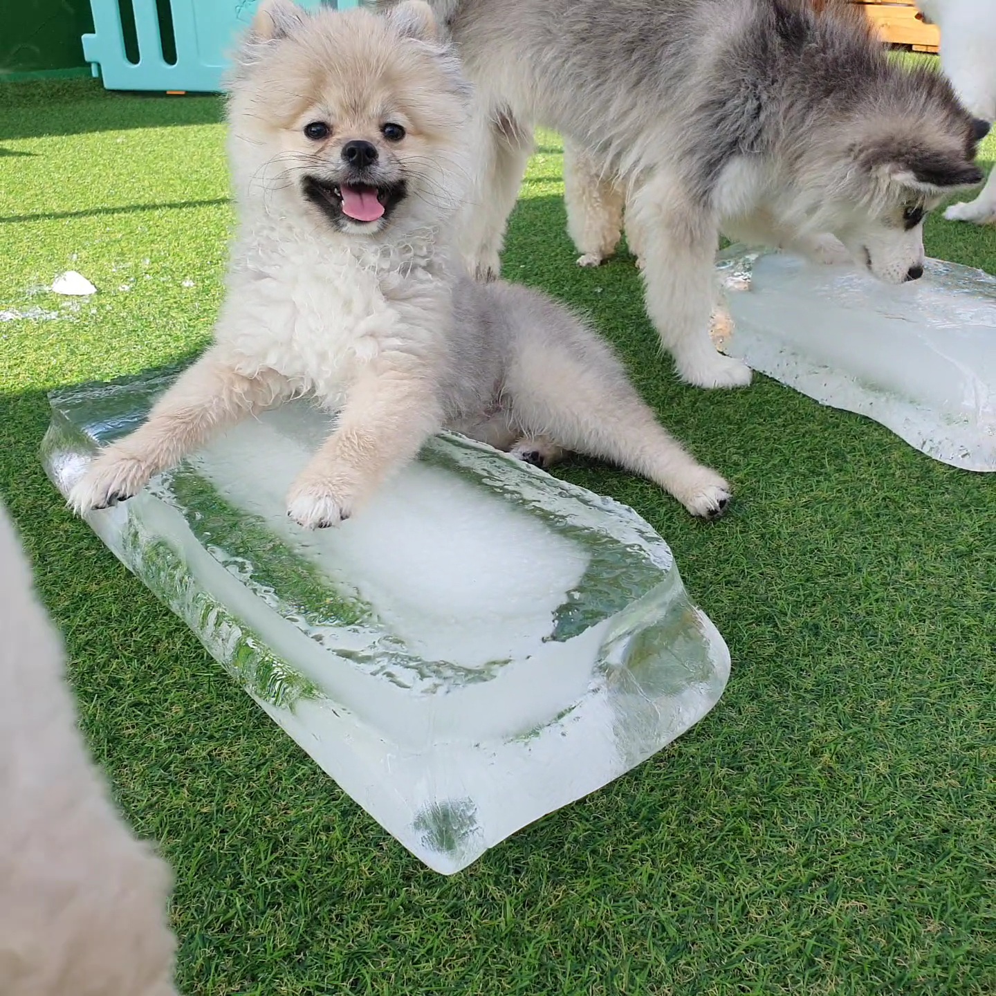 멍투게더 강아지유치원호텔 강남본점 대표 이미지