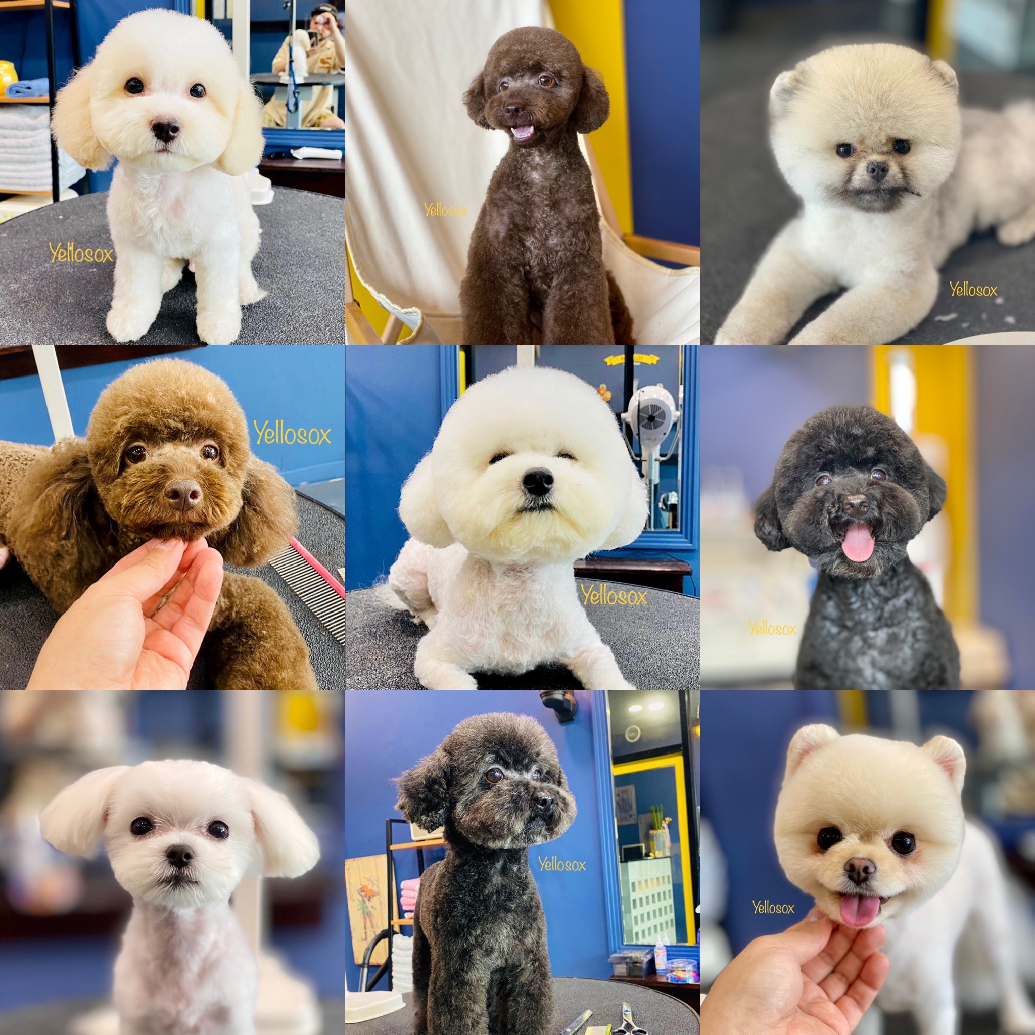 옐로삭스 대표 이미지