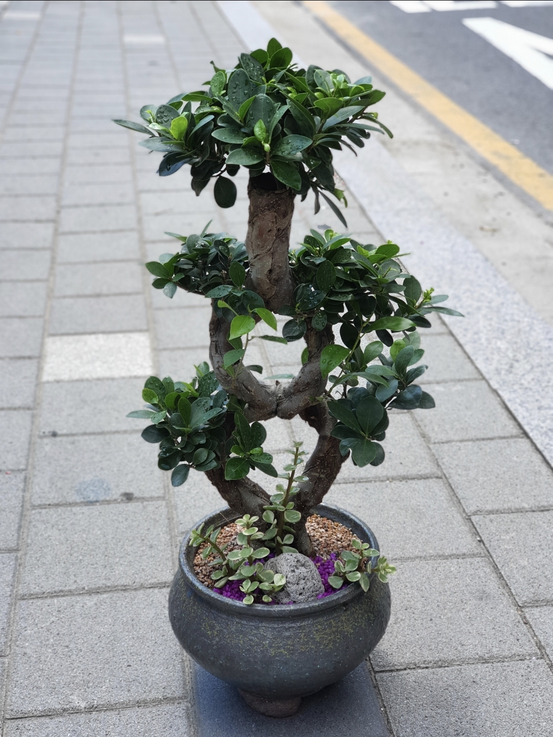 꽃그린