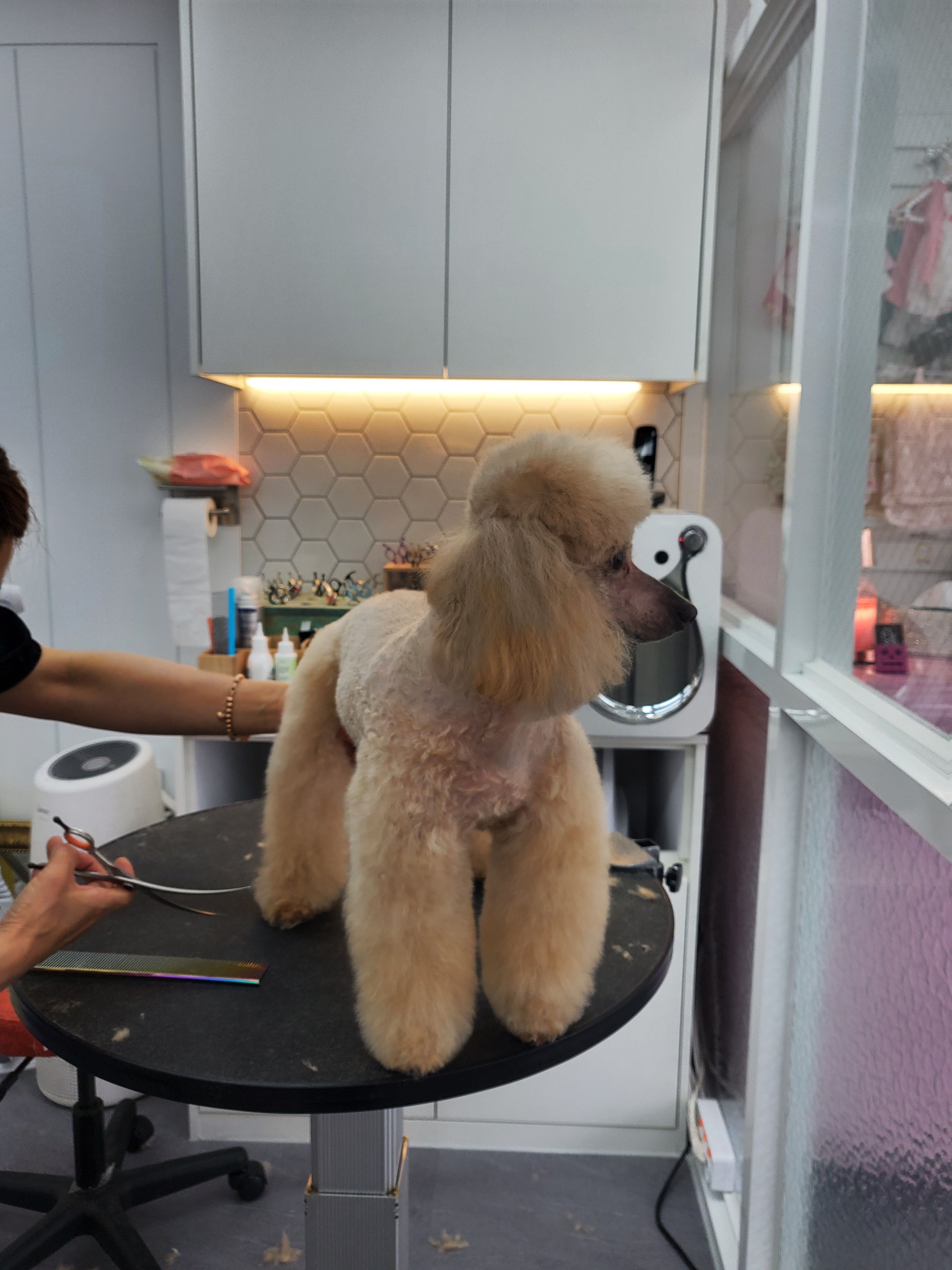 멍멍스타일 대표 이미지