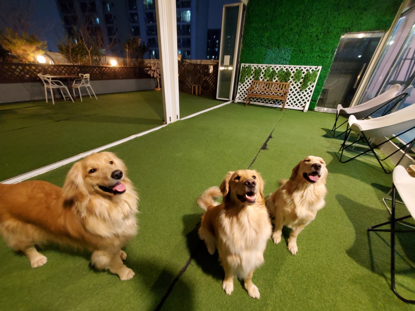 라운지독