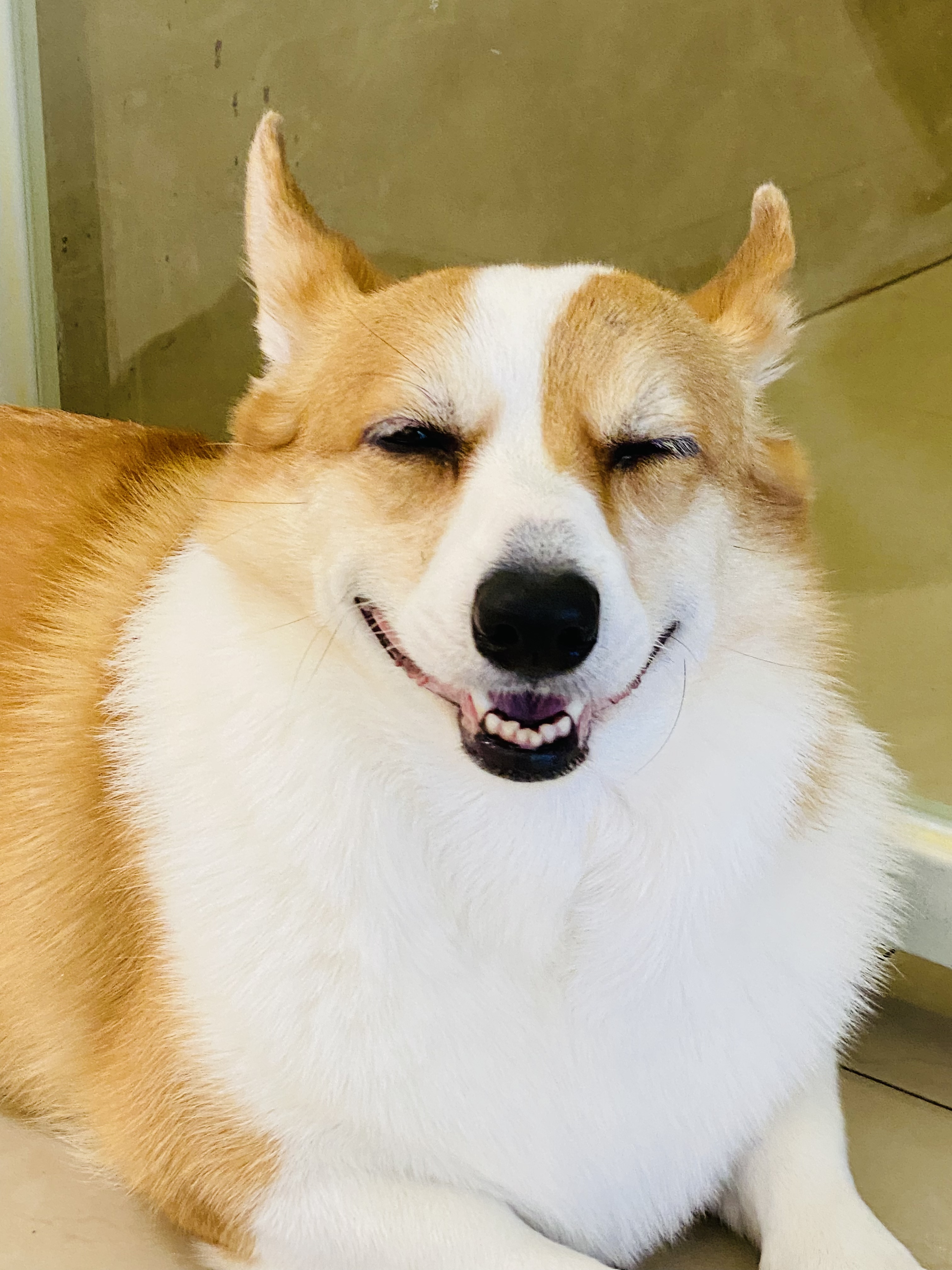 어도러블멍이 반려동물 동반 애견카페