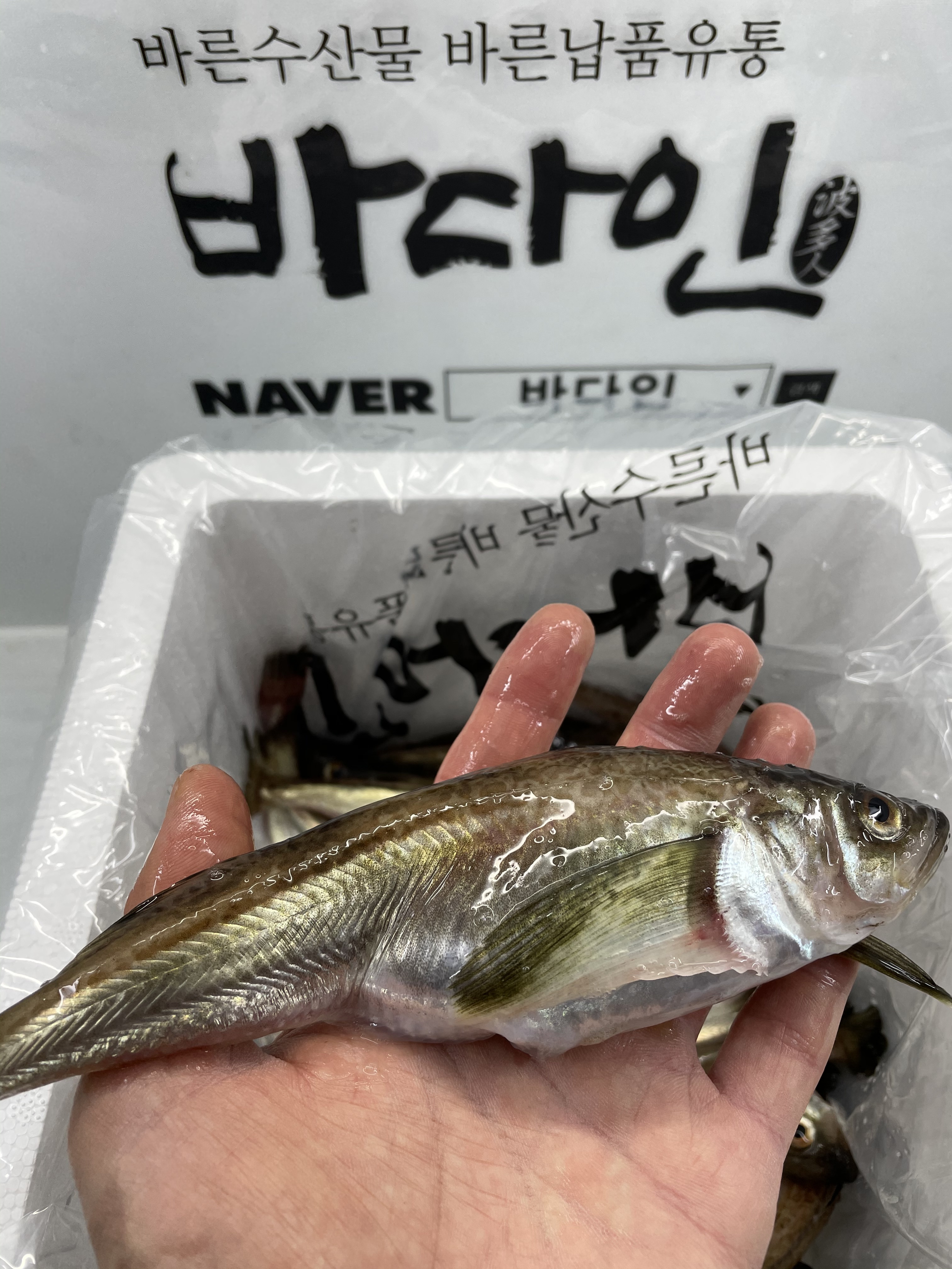바다인