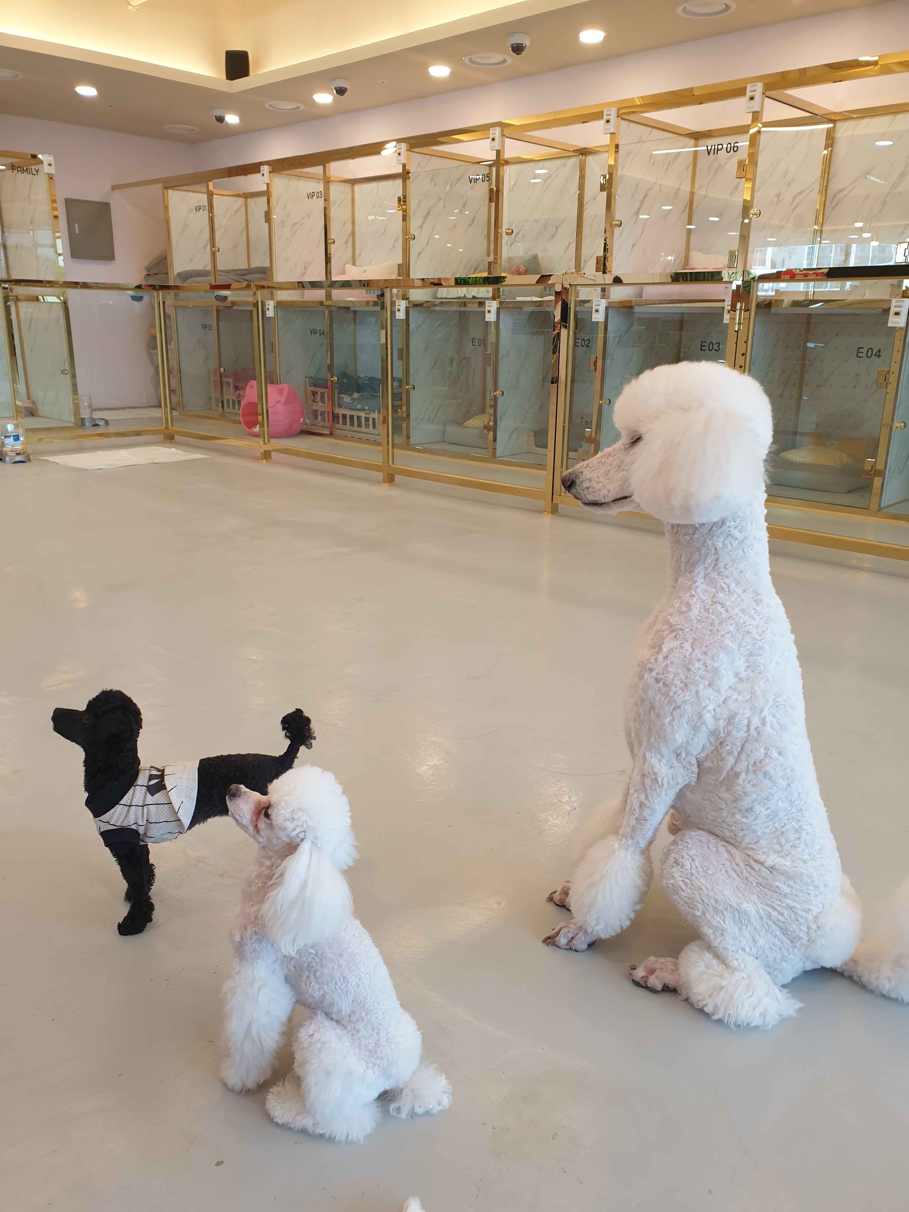 놀다가시개