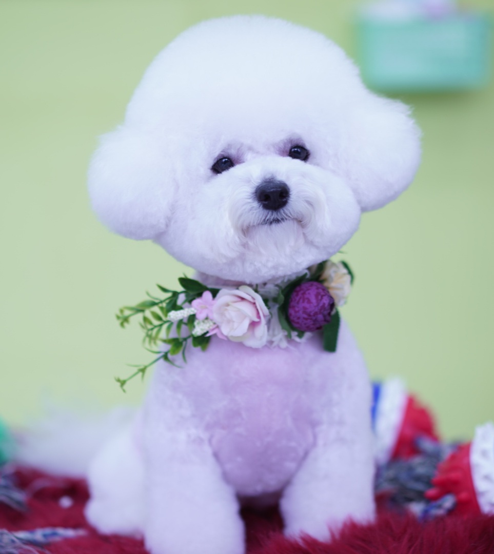 펫플러스라이프 애견미용호텔유치원 24시간돌봄센타 대표 이미지