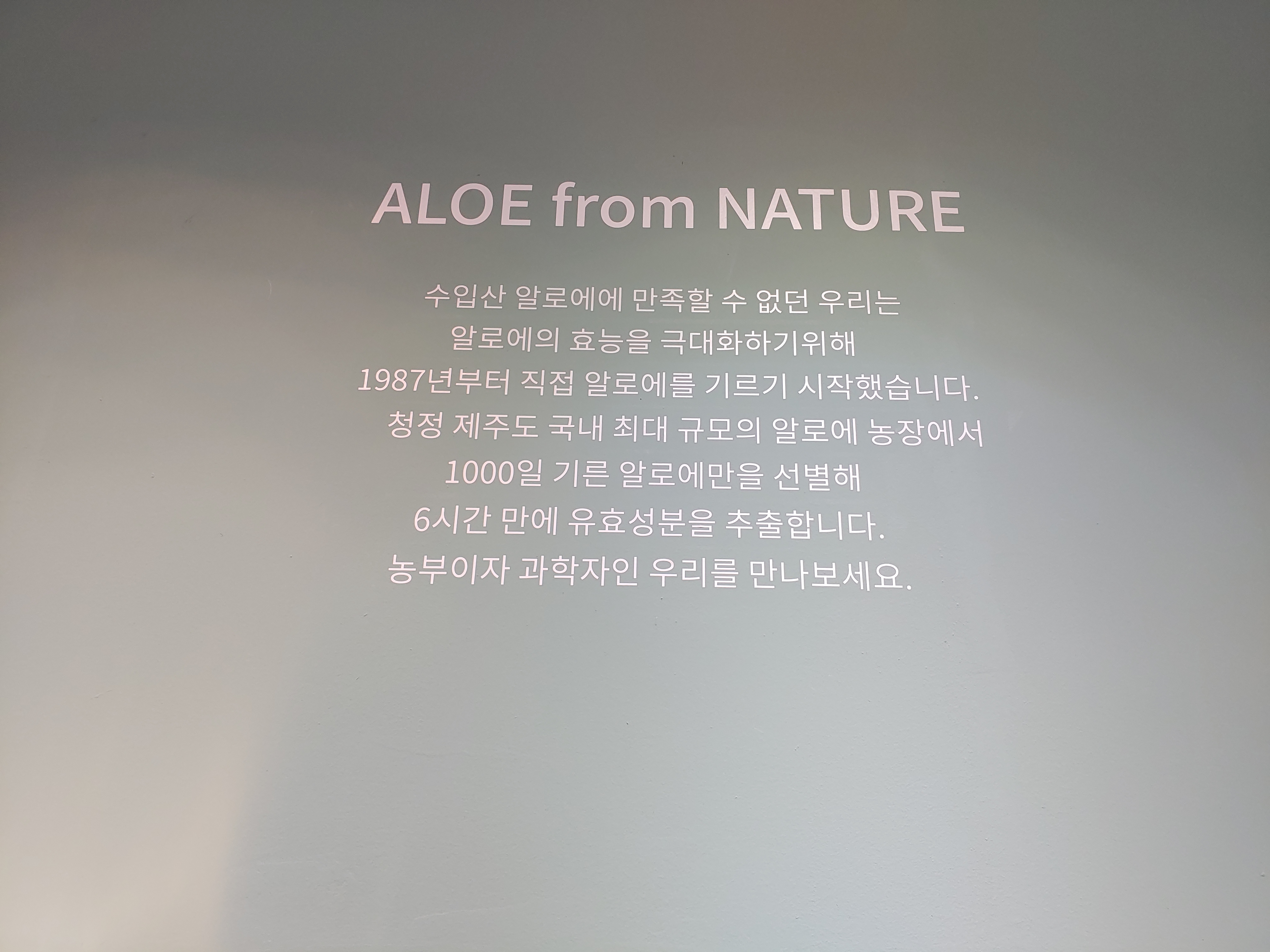김정문알로에 용암지사