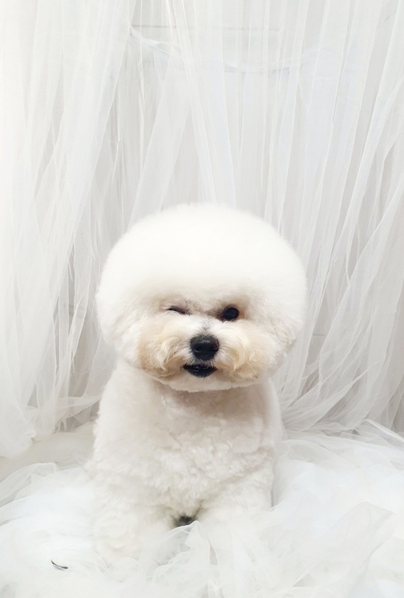 새침하개멍 대표 이미지