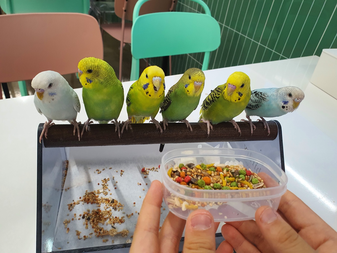앵무새카페 버드리