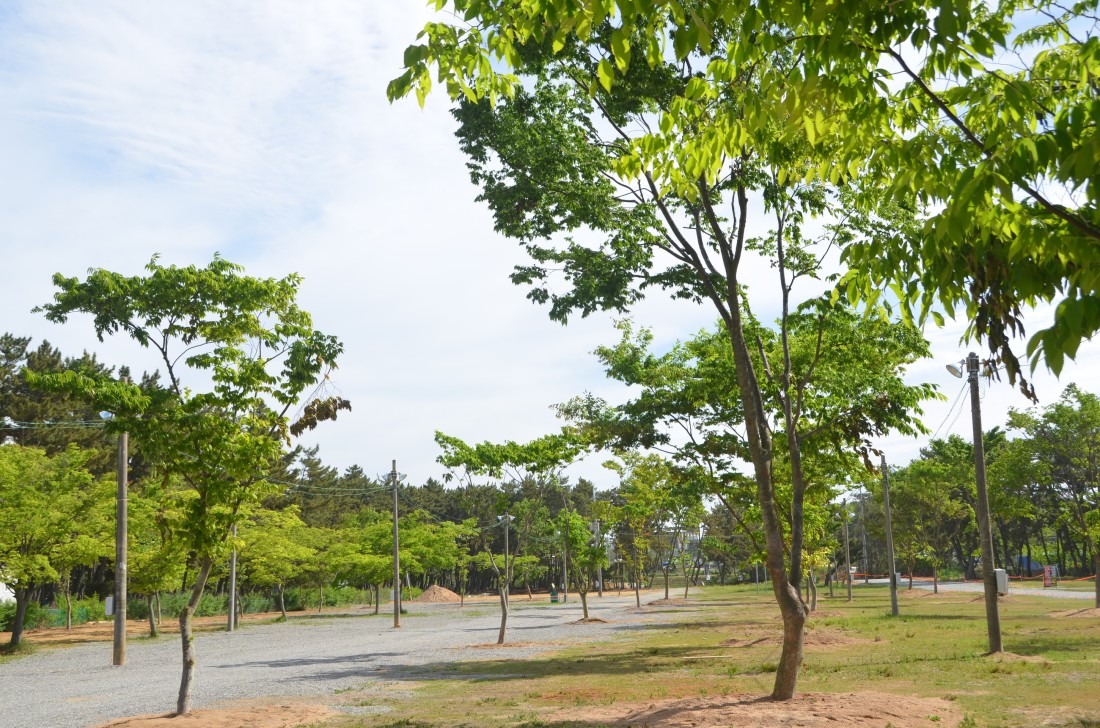 몽산포3구역그린캠핑장
