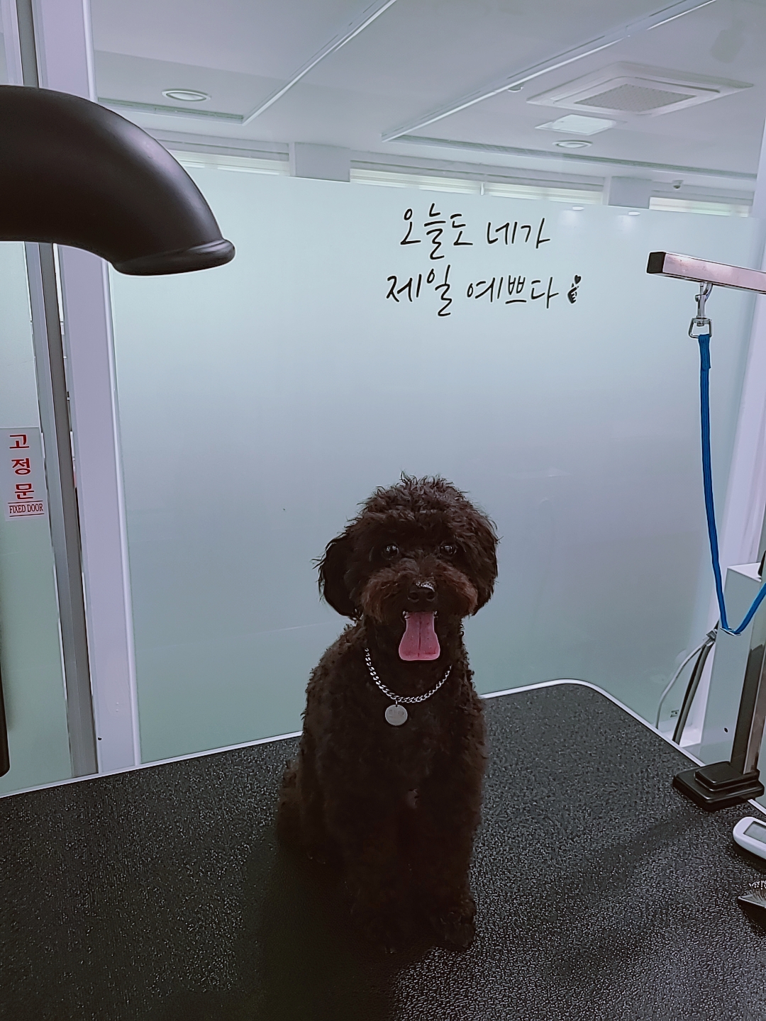 도그토피아 2