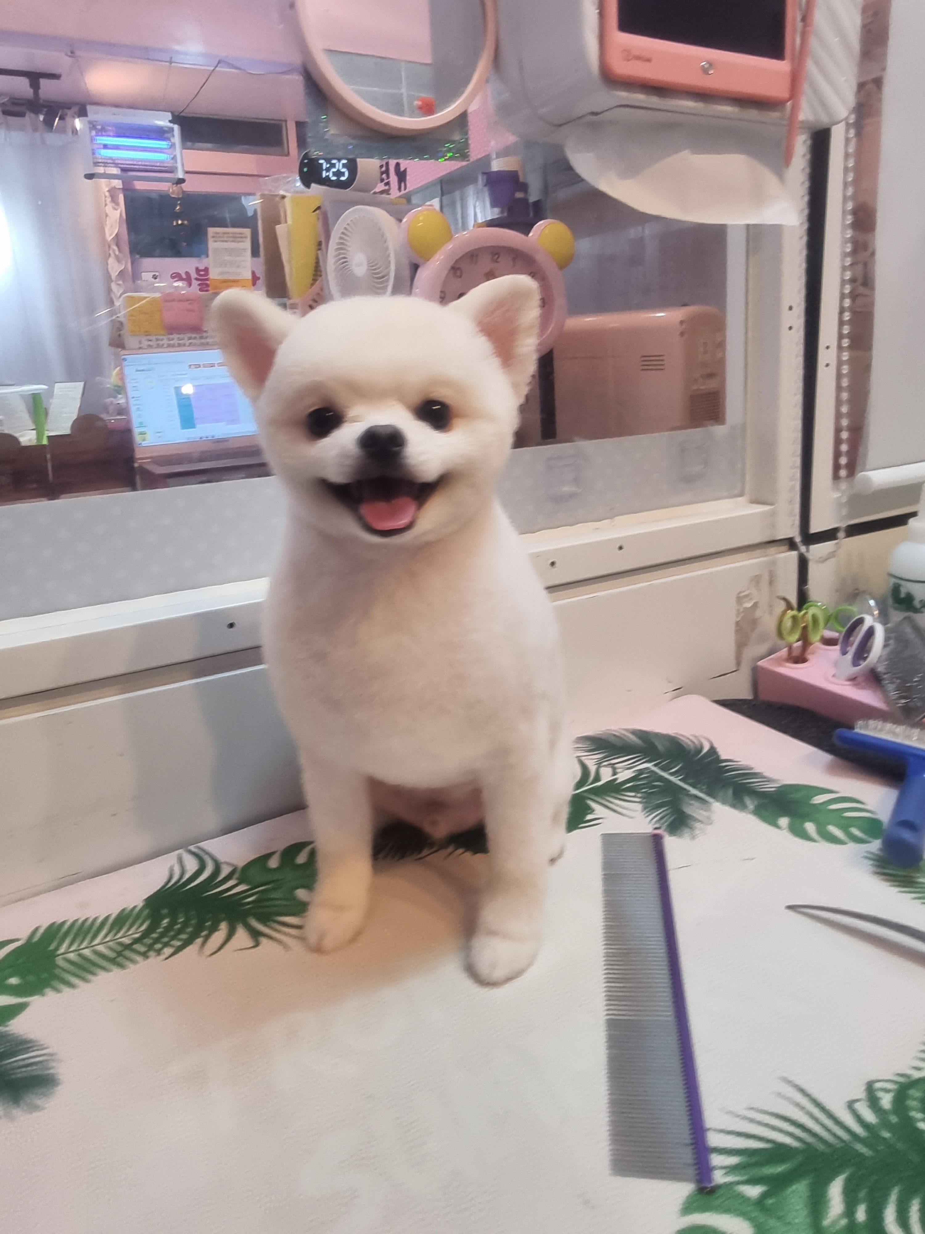 러블리하개 대표 이미지