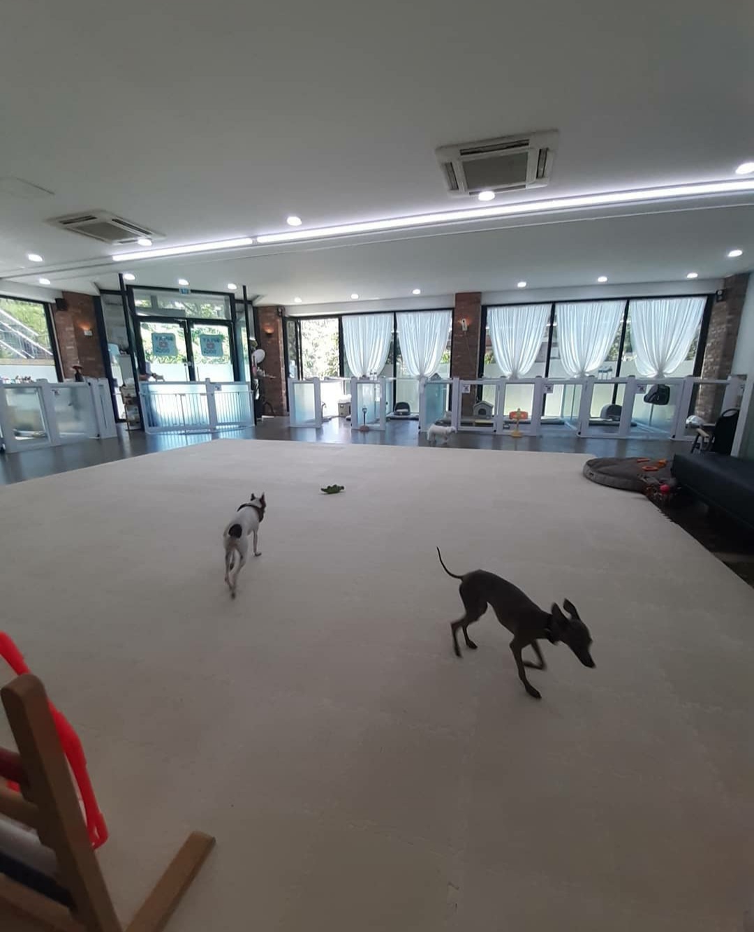 플레이독 애견유치원호텔&애견미용실 대표 이미지