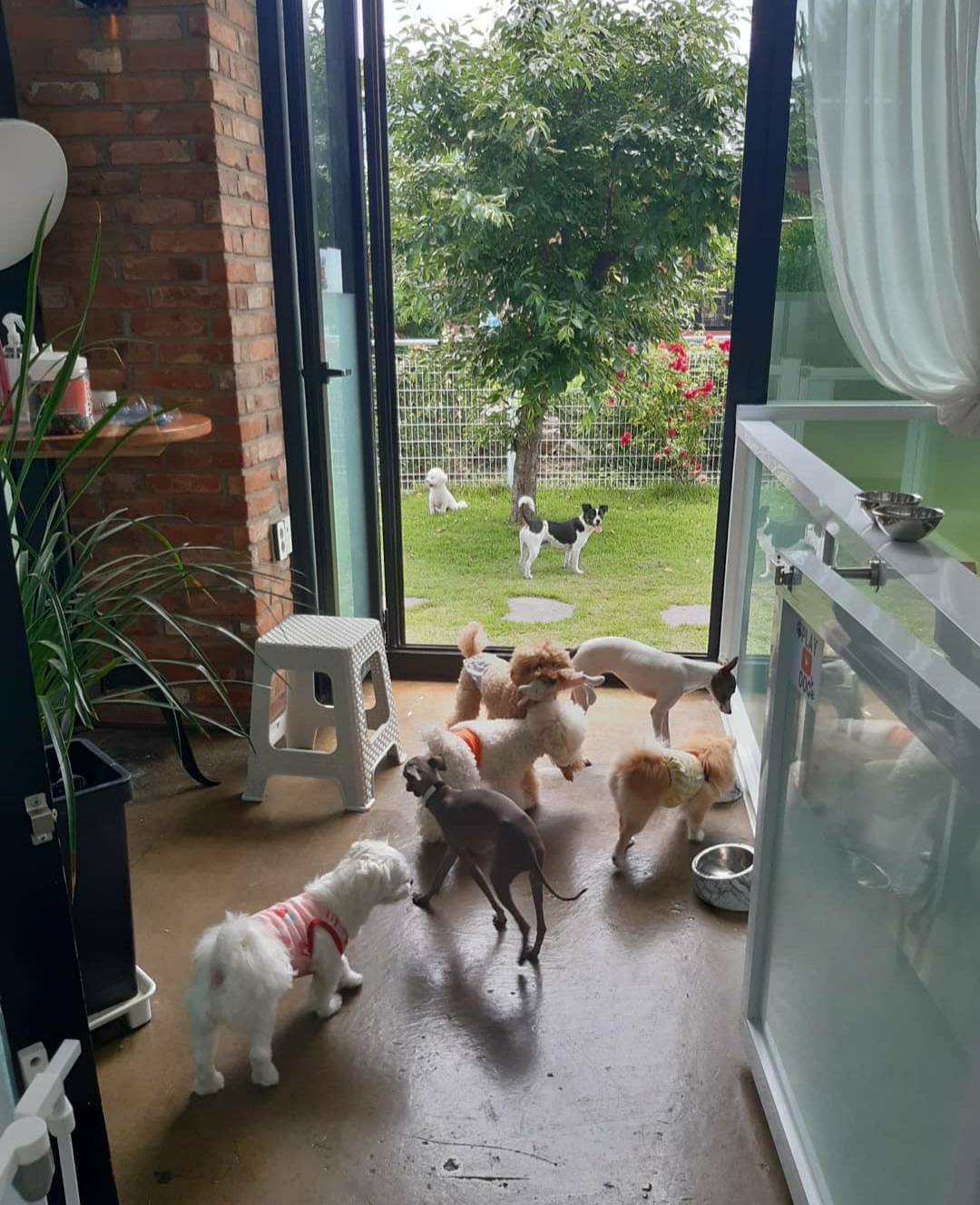 플레이독 애견유치원호텔&애견미용실 대표 이미지