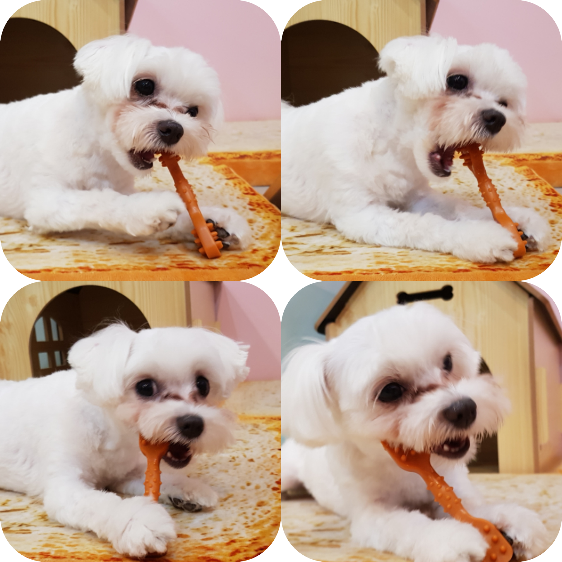 도그비잉펫케어2호점 대표 이미지