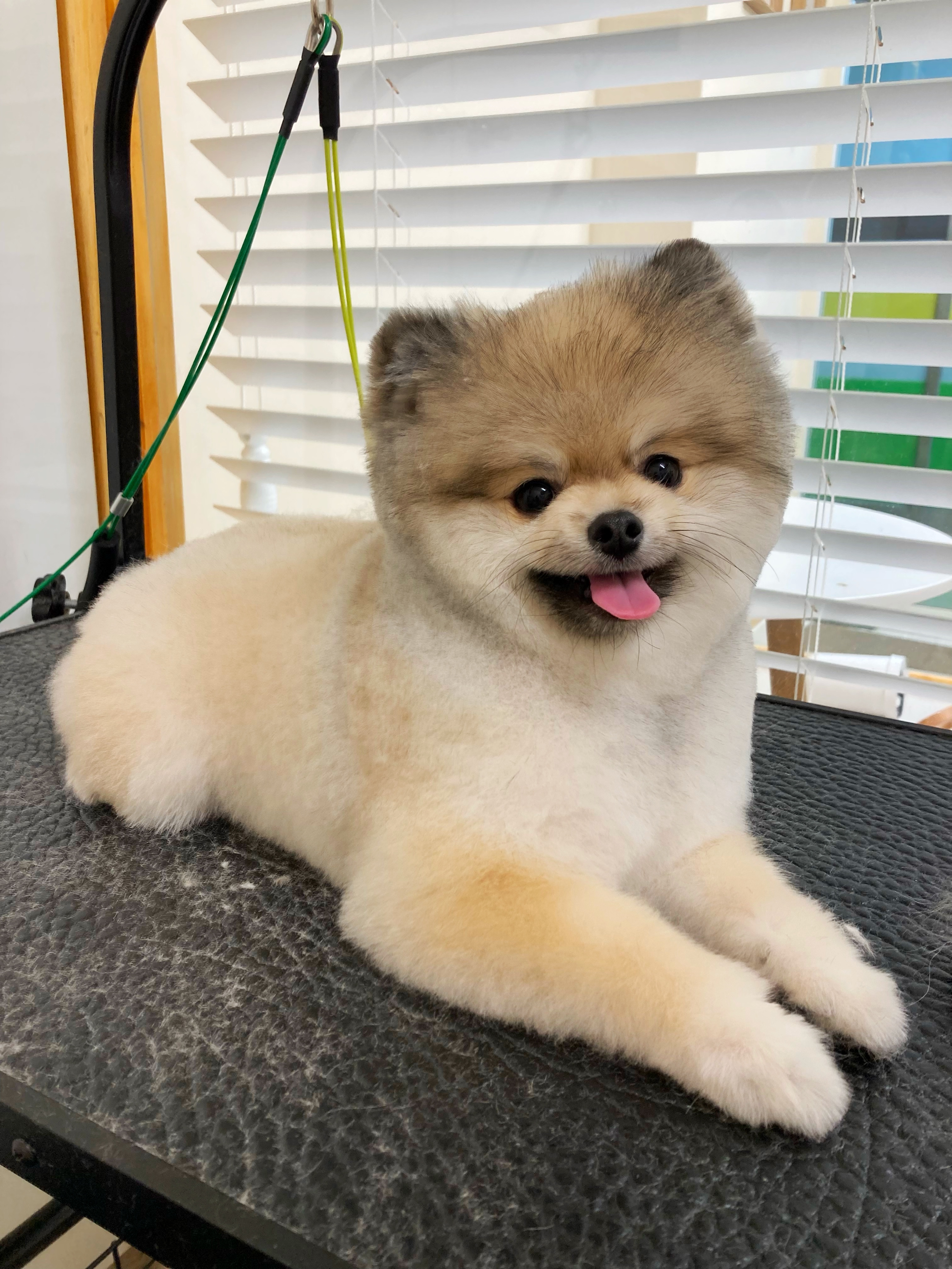 우드네 애견미용실 대표 이미지