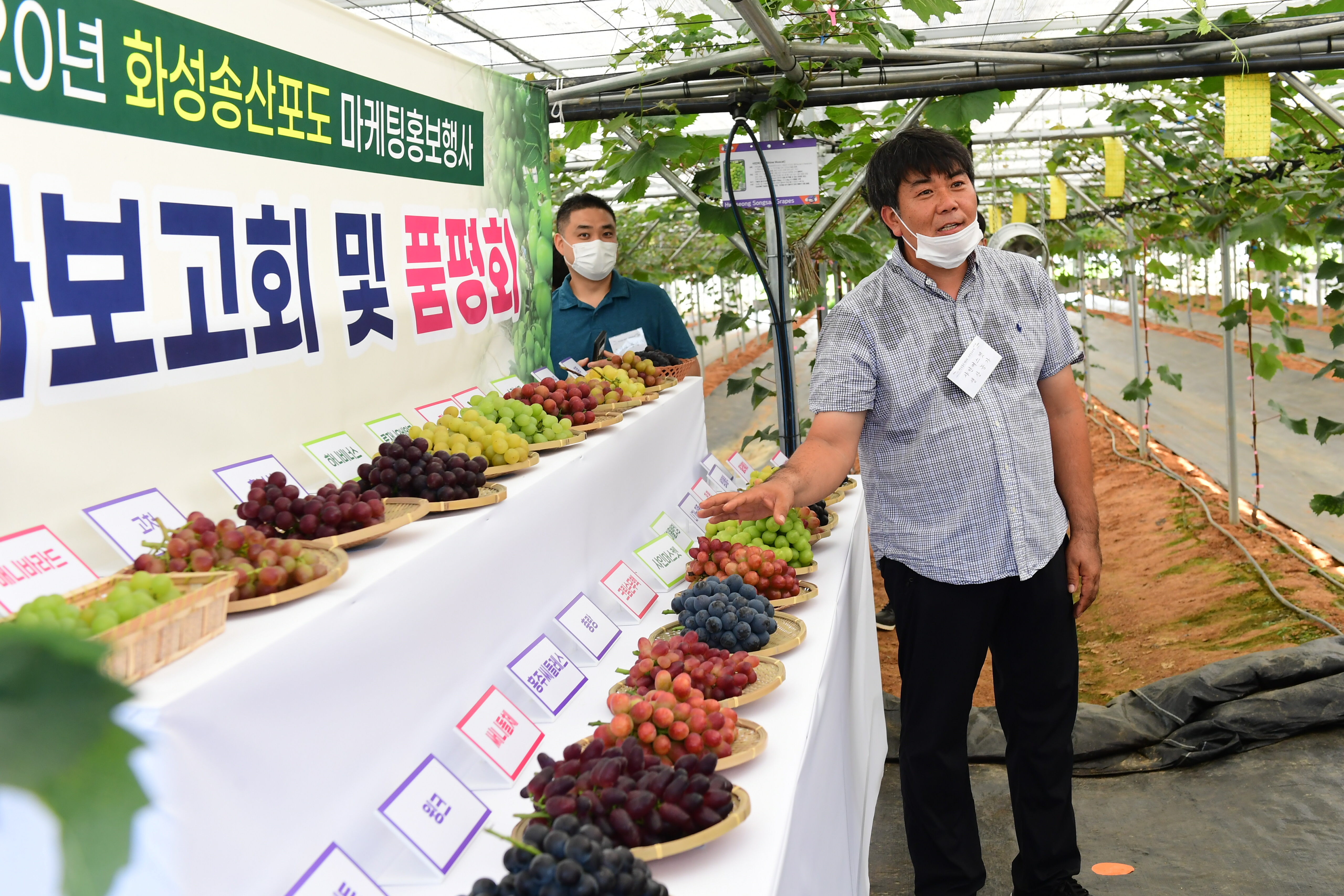 송산포도팜스토리
