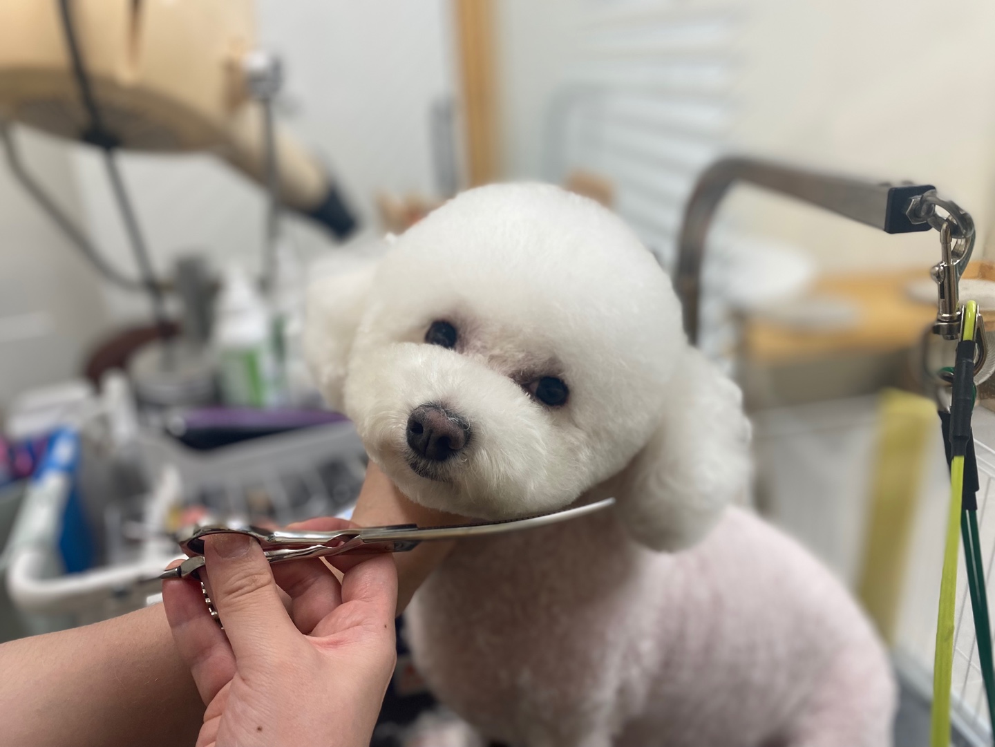 우드네 애견미용실 대표 이미지