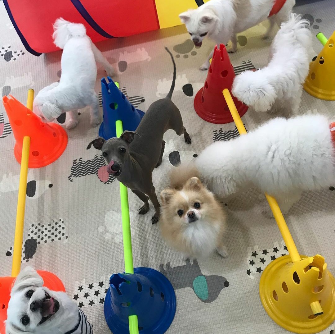 플레이독 애견유치원호텔&애견미용실 대표 이미지