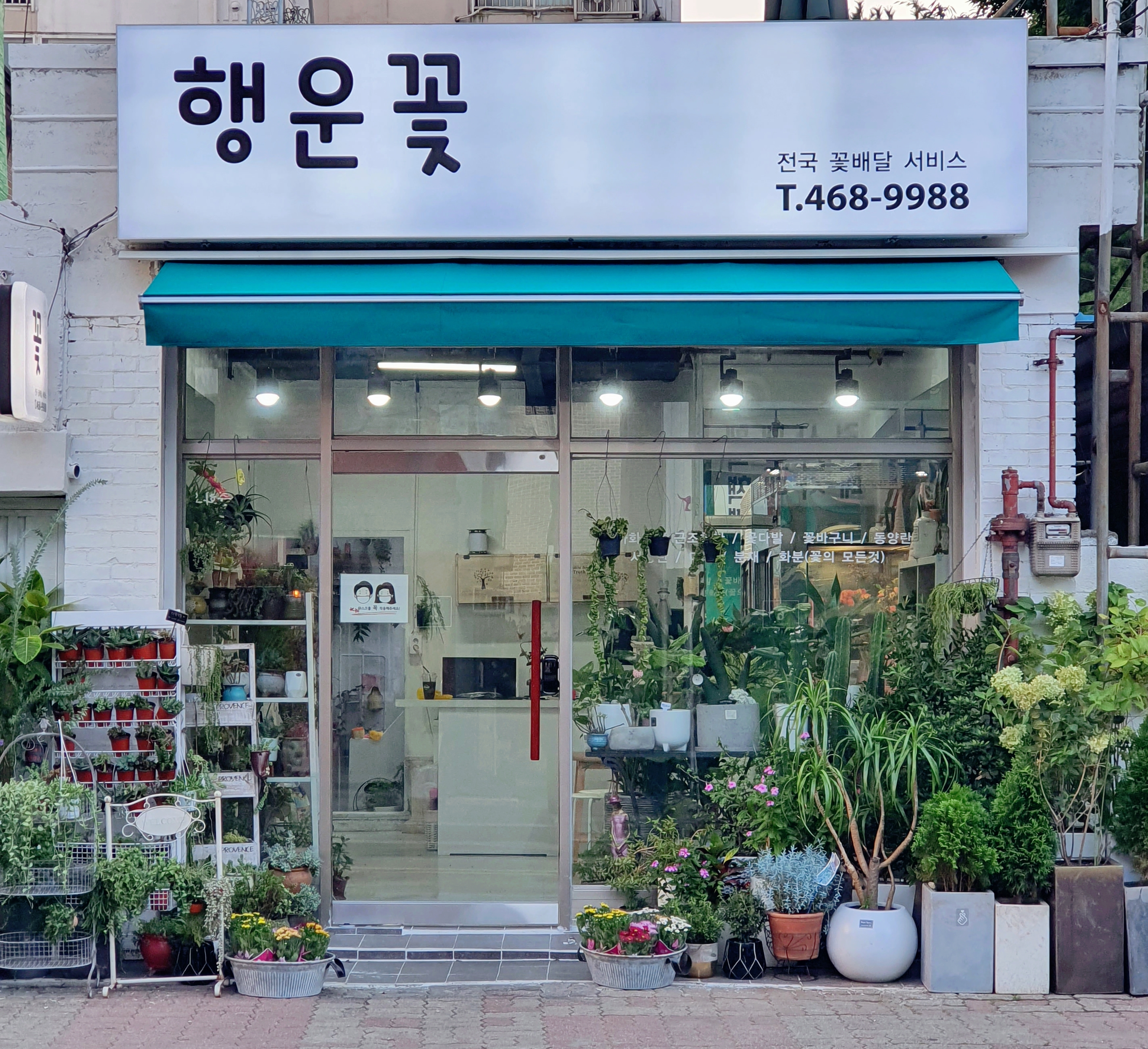 행운꽃