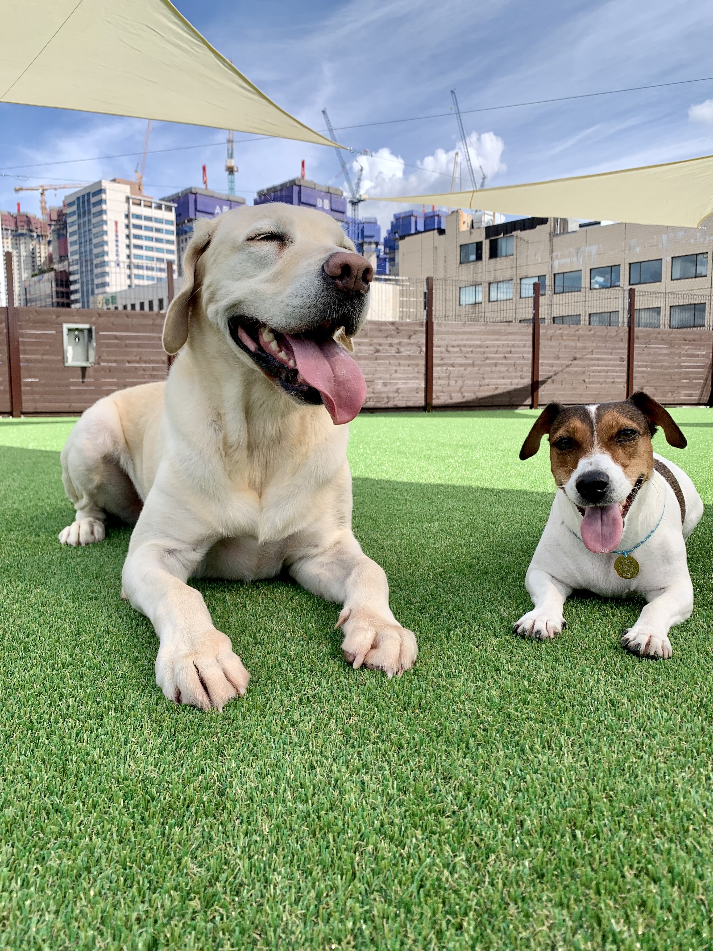 도그어스플래닛 대표 이미지 - 