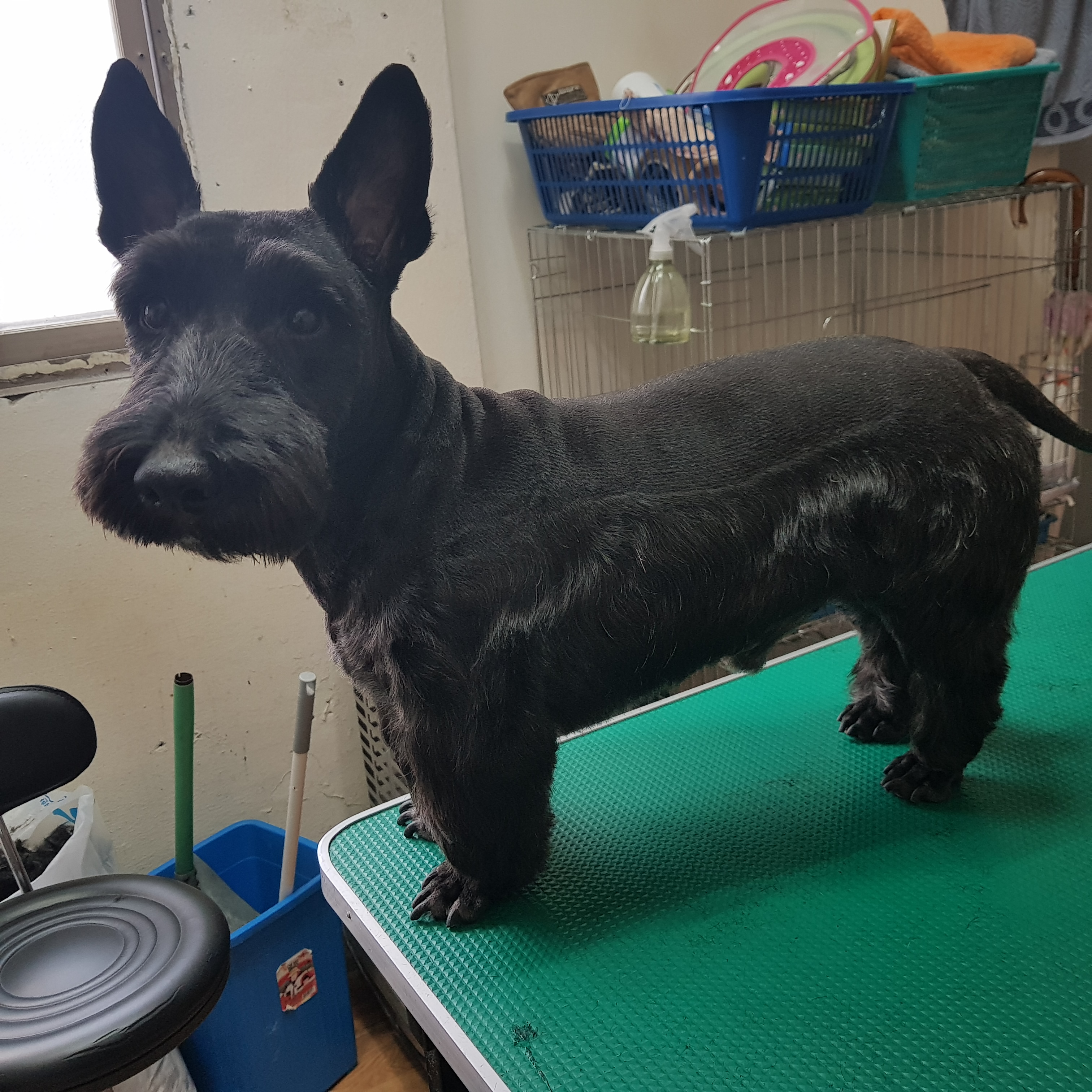 애견용품할인매장 대표 이미지